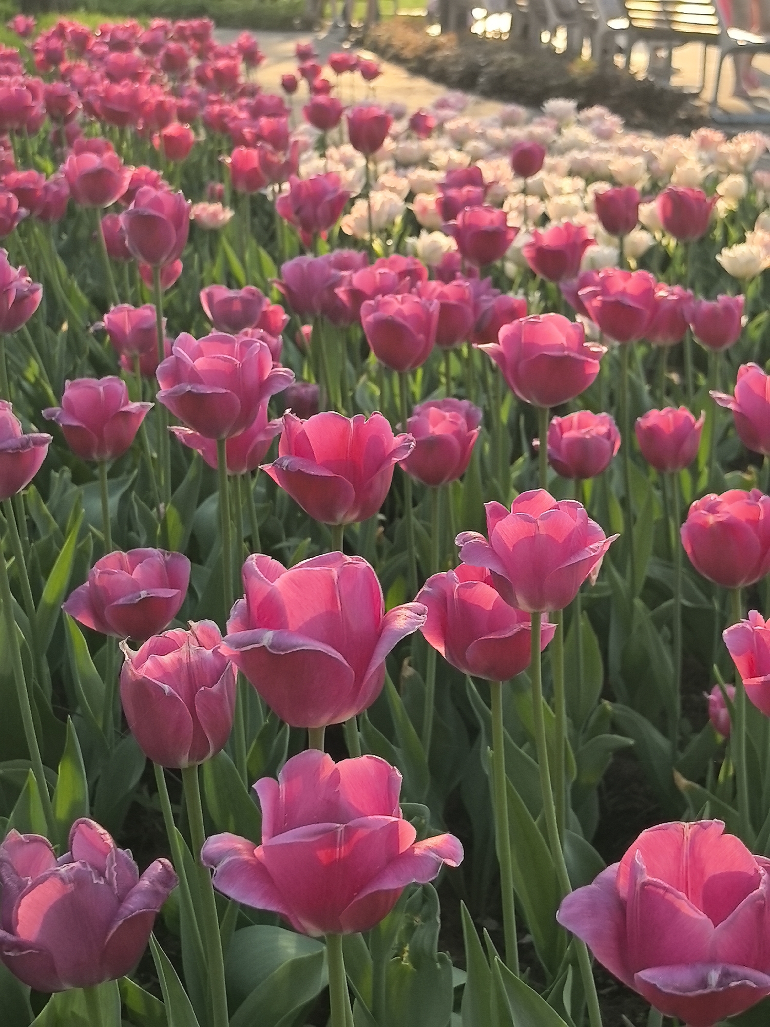 The image depicts a field of pink tulips in Perm, Russia. The flowers are in full bloom, with their petals open and facing towards the sun. The background includes other flowers, some benches, and what appears to be a sidewalk. The scene is bathed in sunlight.