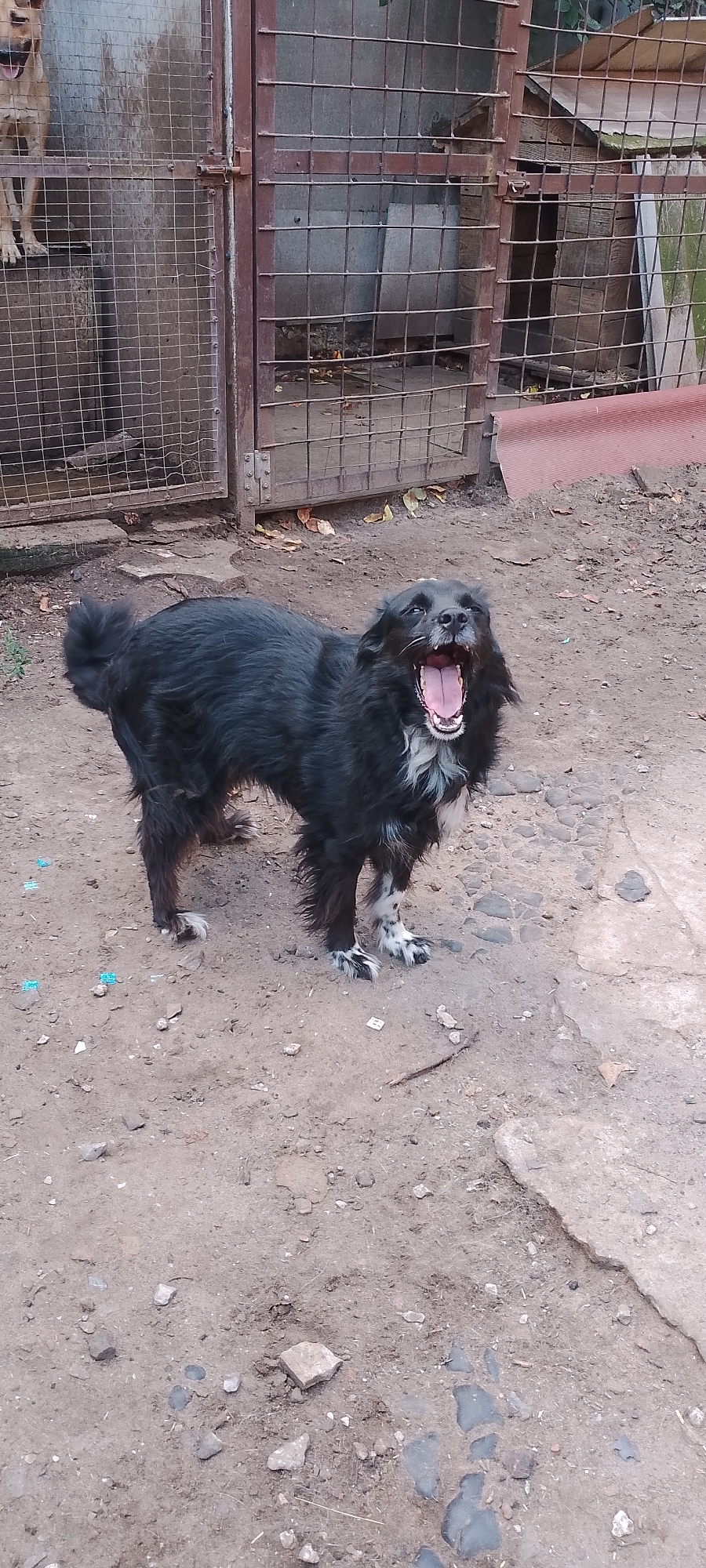 A medium-sized black and white dog with long fur is standing on a dirt ground, yawning widely with its mouth open and tongue visible. The dog is positioned in the center of the frame, facing slightly to the right. Its tail is curled up over its back. In the background, there are metal cages, suggesting an animal shelter or enclosure. One cage in the left background contains another dog, partially visible. The environment appears to be an outdoor area with uneven dirt and some scattered stones and debris. The scene is not in Belgorod, Russia.