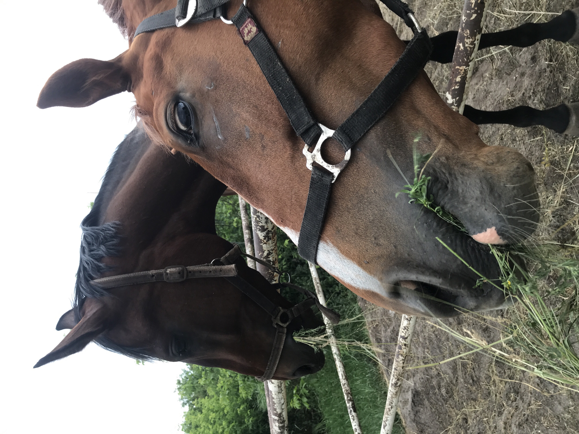 The image shows two horses in an outdoor enclosure. One horse, a bay, is in the foreground, facing to the right. It is wearing a black halter. Its head is down, and it appears to be eating grass. The other horse, a darker bay, is partially visible behind the first horse and to the left. It is also wearing a halter. The setting appears to be a farm or stable, with dirt and hay on the ground and a fence in the background. Trees and greenery are visible in the background, suggesting a rural or semi-rural location. The lighting suggests it is daytime, likely overcast or late afternoon. There is no visible text in the image. The horses appear calm and engaged in eating.