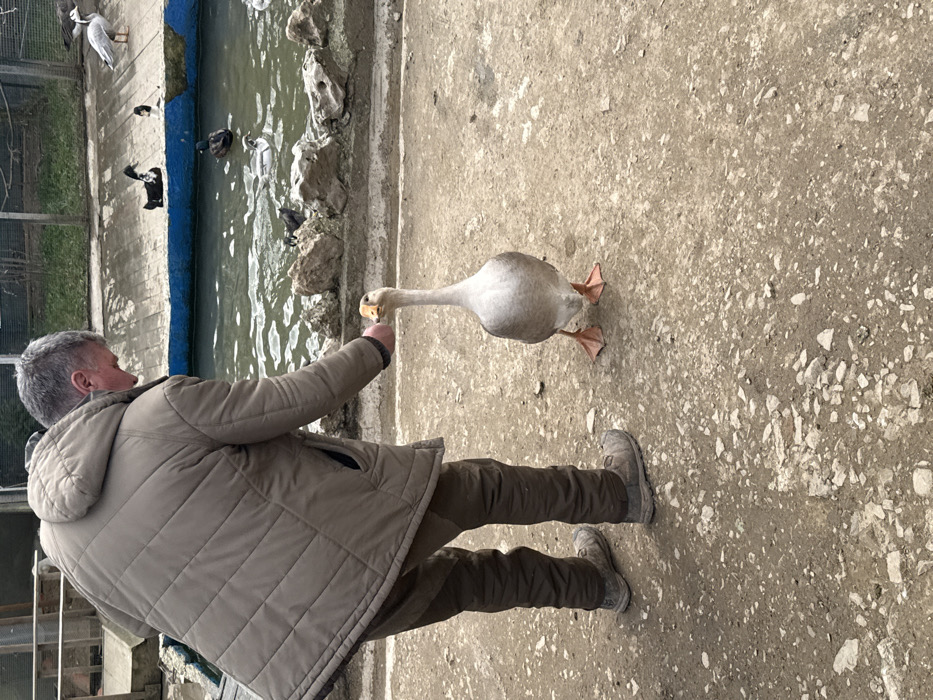 An outdoor scene in the city of Leskovets, Bulgaria, depicts a male individual feeding a goose. The man, observed from a slightly elevated rear perspective, wears a light brown quilted hooded jacket, dark brown trousers, and dark gray utility shoes. He is positioned with his torso bent forward, extending his bare right hand downwards towards a standing, light gray and white goose with an orange beak. The goose, facing the man, has its neck extended vertically, appearing to take a food item from his hand. The ground is a light brown, uneven dirt surface embedded with small stones and pebbles. In the background, a narrow, artificial water channel with a blue-painted concrete edge contains several ducks, including black and white varieties, and a larger white bird. A low, irregular stone barrier runs along the bank of the water channel, and a green wire fence is visible in the upper background, enclosing the area.