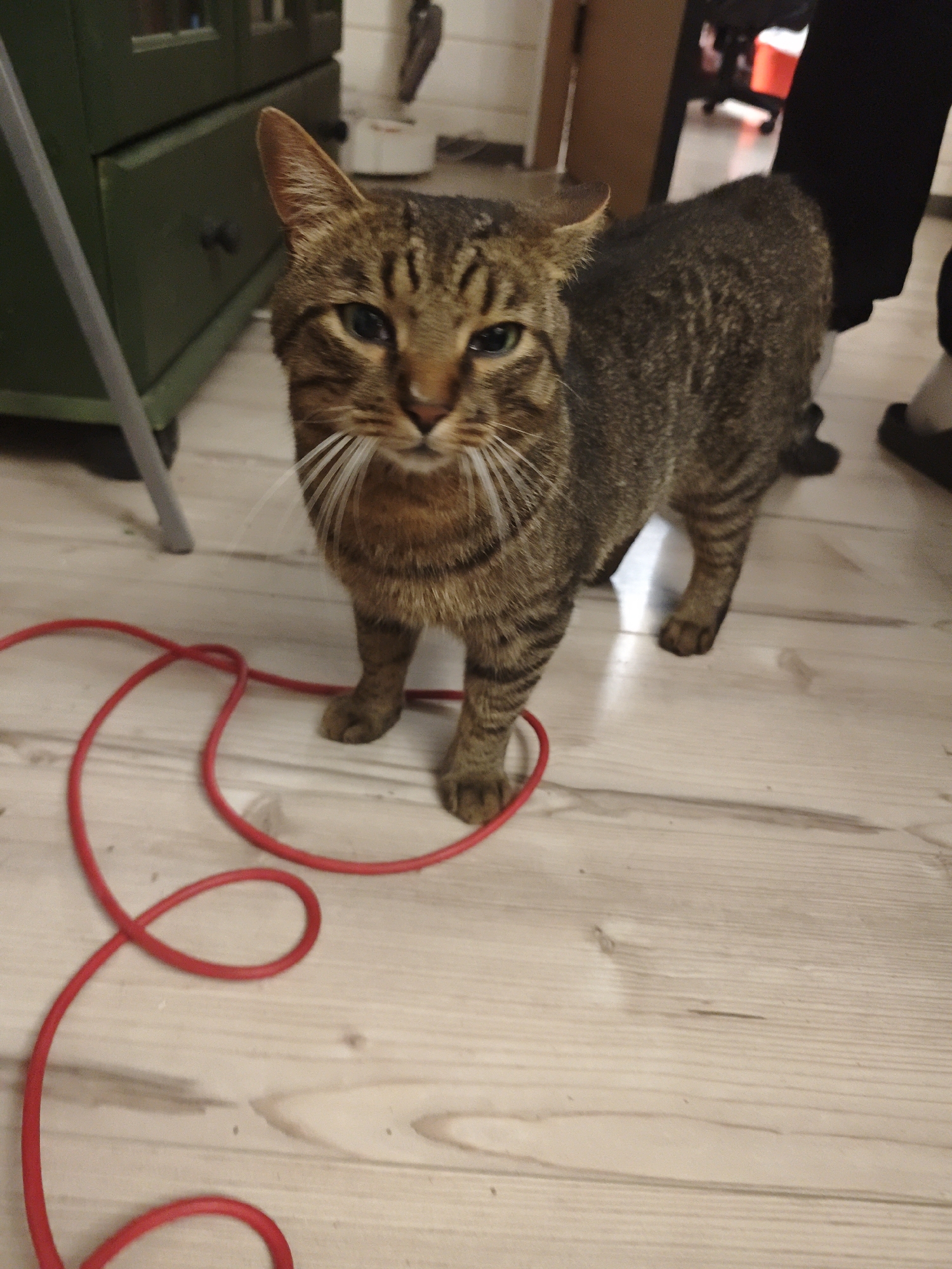 The image depicts an indoor scene in the city of Свистуха (кузяевский С/о), Russia. A short-haired tabby cat, primarily brown and grey with distinct dark stripes, stands centrally on light wooden laminate flooring, gazing directly forward with greenish eyes and prominent white whiskers. Its ears are slightly angled backward. To the left, a bright red electrical cable is coiled on the floor, forming several loops around the cat's front left paw. In the background on the left, a dark green wooden cabinet or dresser with at least two drawers and dark knobs is partially visible, with a grey vertical support structure in the foreground. On the right side of the frame, the lower leg and foot of an individual are visible, wearing dark pants and a light-colored sock with a dark slipper. The further background on the right shows an open doorway and faint interior elements.