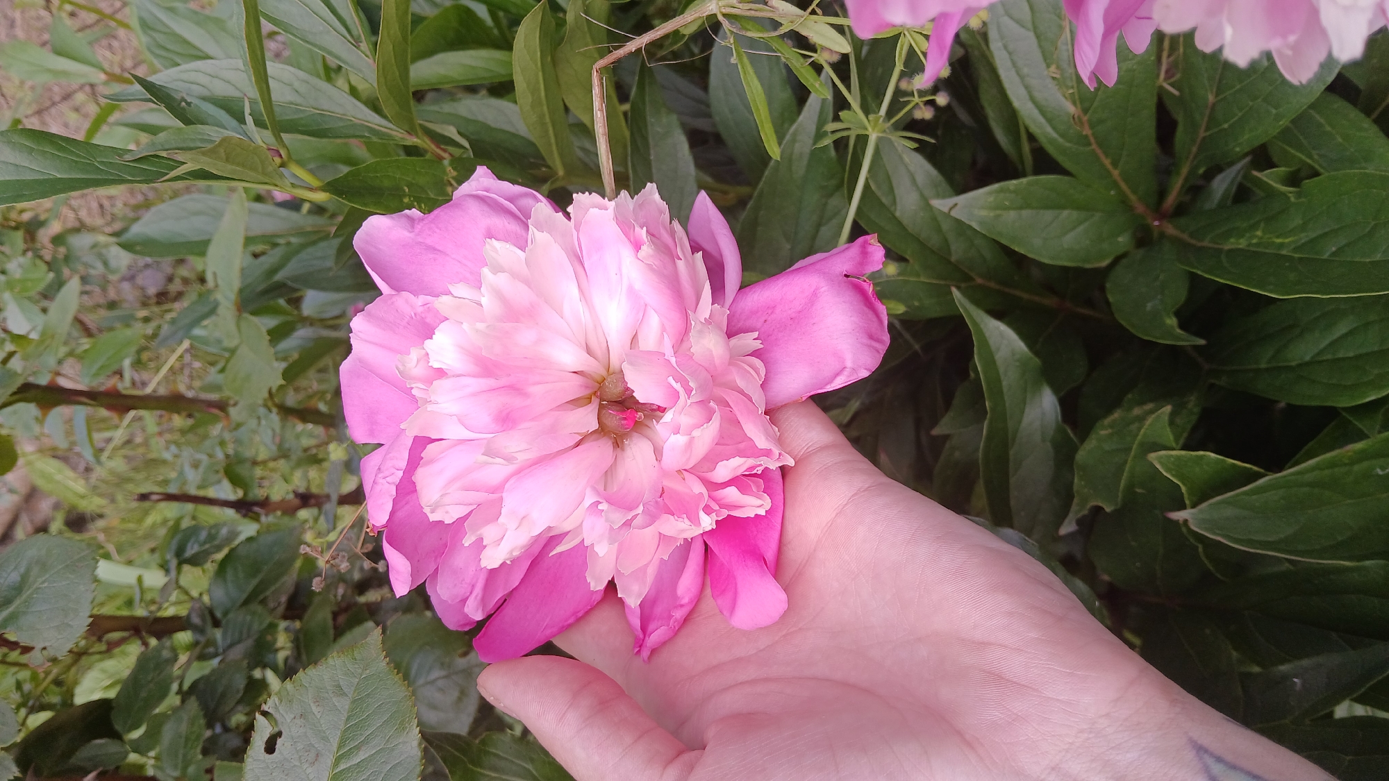 A close-up shot captures a hand holding a large, pink peony flower. The flower's petals are layered and delicate, transitioning from a deeper pink on the outer edges to a lighter, almost white hue in the center. The hand, belonging to an individual with fair skin, is positioned beneath the flower, supporting its weight. In the background, lush green foliage creates a natural setting, suggesting an outdoor environment. The image lacks any identifiable landmarks or context that would place it within the city of Dnipro, Ukraine. The scene is static and focuses solely on the interaction between the hand and the flower, set against a verdant backdrop.