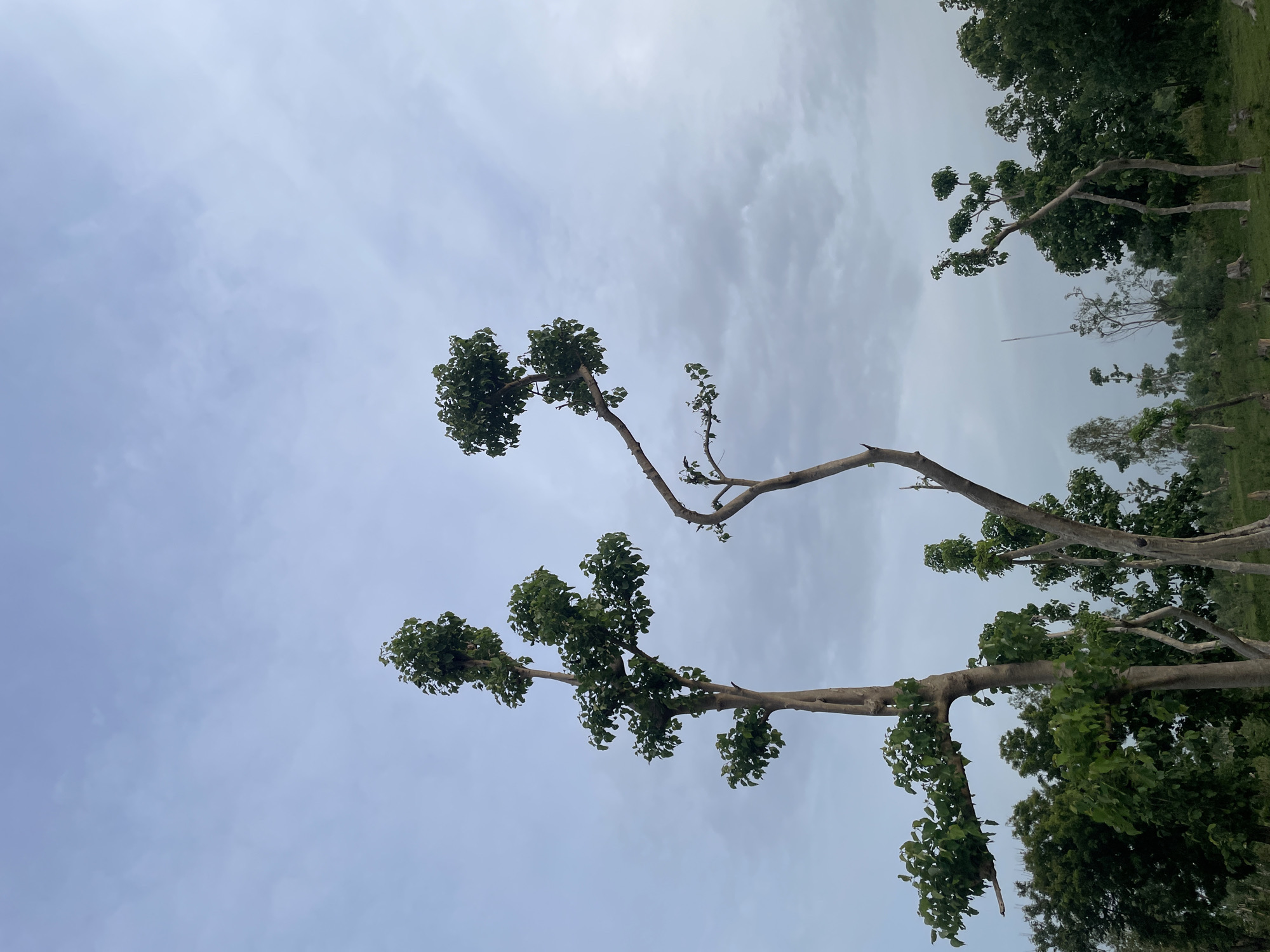 This media file captures an outdoor scene with a focus on trees and the sky. The subjects are trees with sparse foliage, predominantly visible against a cloudy sky. The scene is set in a natural environment, likely a park or a field, given the presence of grass and other trees in the background. There are no people or specific objects of note, apart from the trees themselves.
The activity or event taking place is simply the display of the natural environment. The time of day appears to be daytime, indicated by the brightness of the sky, although the cloudy conditions suggest it might be overcast or approaching twilight. The weather seems to be cloudy, with visible cloud formations across the sky.
Notable details include the distinctive shape of the trees, which appear to have been pruned or have a naturally sparse branching structure. The leaves are green, suggesting a temperate or warm climate. The overall emotion evoked is one of tranquility and natural beauty. There is no visible text in the media file.
The provided location context is Jauro Yinu, Nigeria. This information, combined with the visual cues of the vegetation and sky, helps to place the scene in a specific geographical and climatic setting. The image's orientation is vertical, as is common in mobile photography.