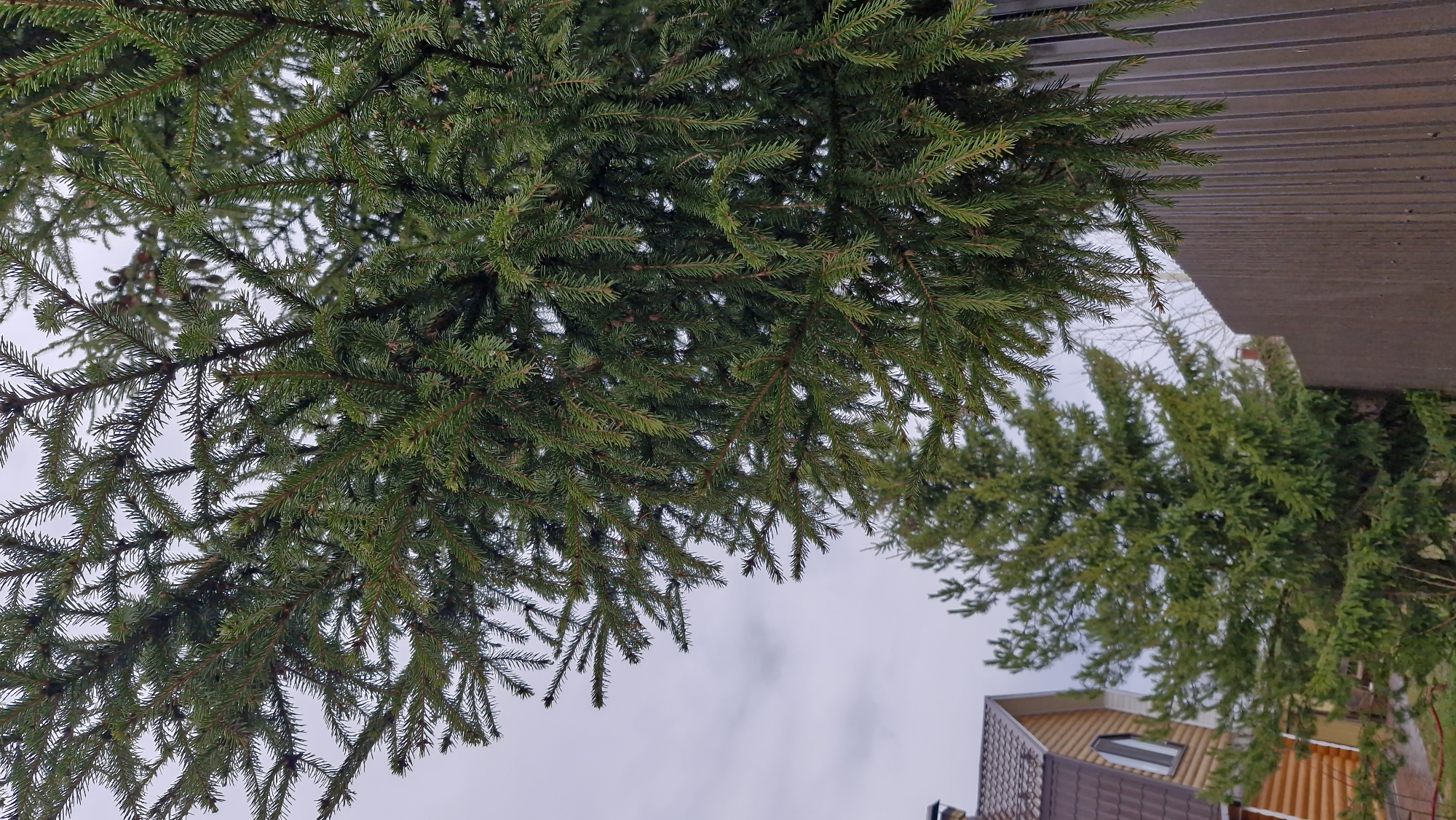 The image shows an upward view through the branches of a coniferous tree towards a grey sky. To the right, part of a building with a brown roof and beige siding is visible, along with more greenery that could be shrubbery or smaller trees. The location is potentially Otchor, Russia, as requested, although no specific landmarks or identifying features are present in the image to confirm this.