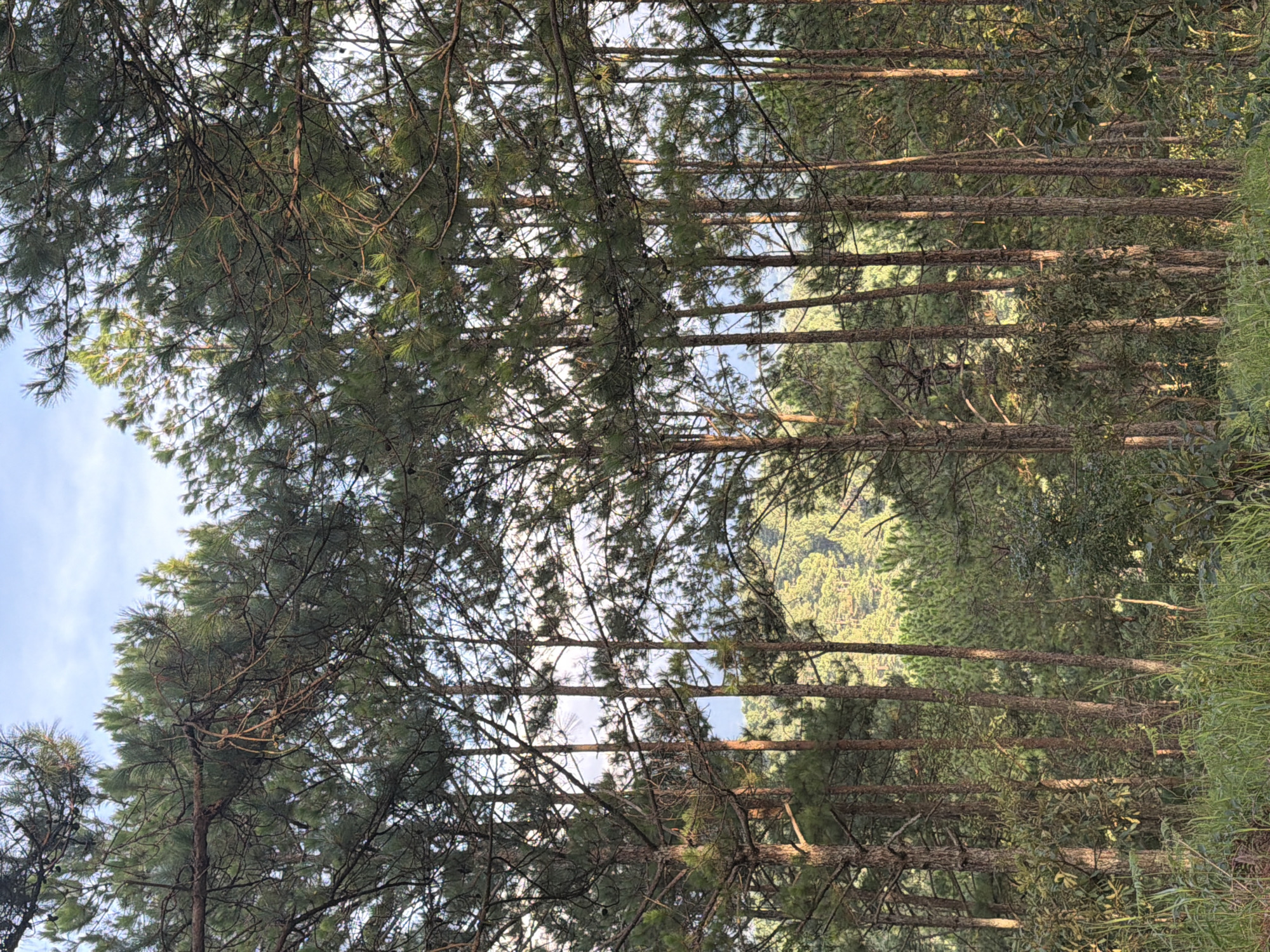 The image depicts a dense forest of pine trees in Xuan Truong, Da Lat, Vietnam. The trees are tall and slender, with their needles forming a thick canopy. Sunlight filters through the branches, casting dappled shadows on the forest floor. In the background, a rolling hillside covered in more pine trees can be seen, suggesting the mountainous terrain of Da Lat. The foreground is filled with tall grass and undergrowth, adding to the wild and natural feel of the scene. The sky above is a pale blue with hints of clouds. There are no people or animals visible in the image.