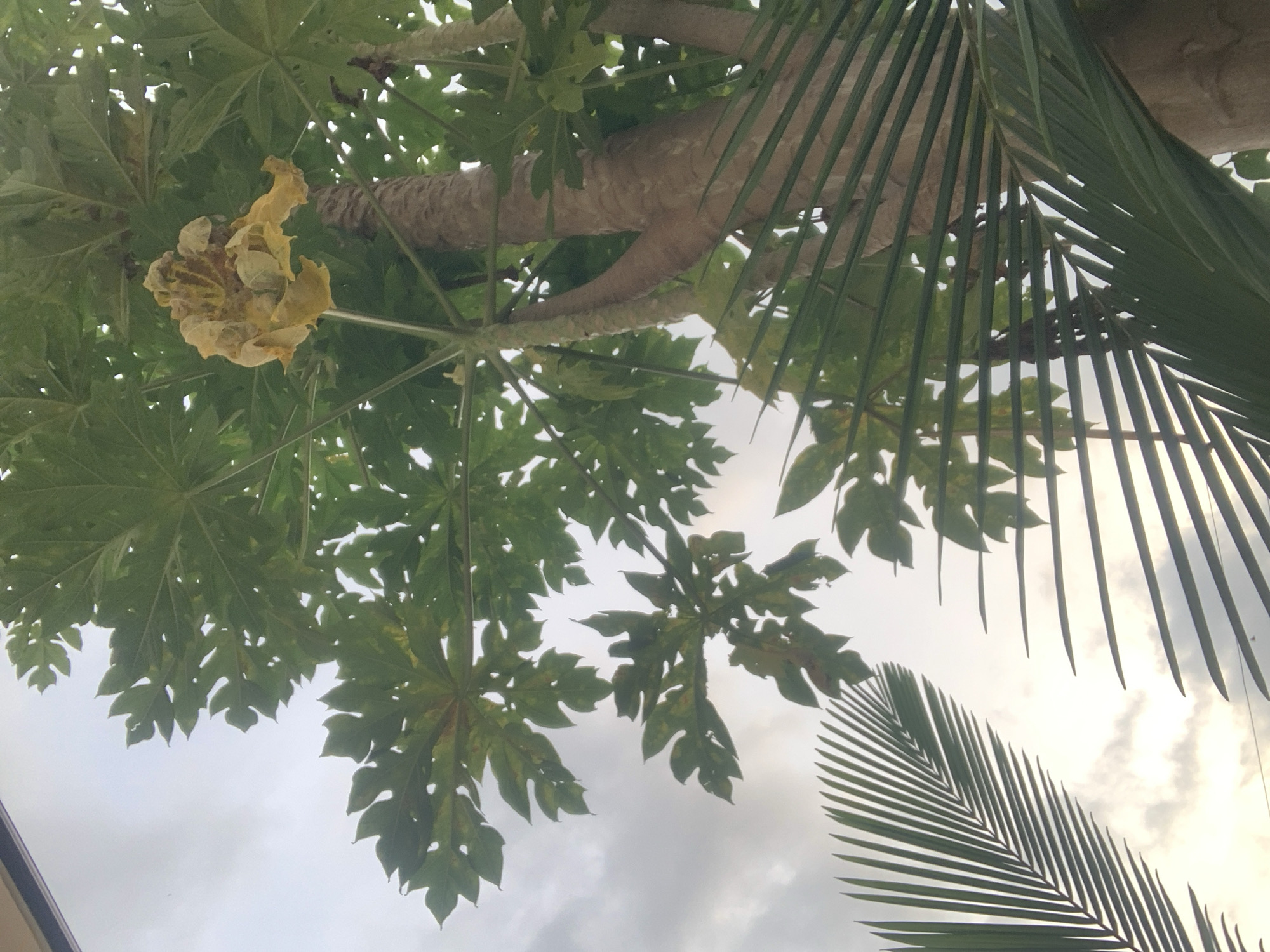 An upward-facing shot captures the trunk and leaves of a papaya tree against an overcast sky. In the foreground, parts of palm fronds are visible, adding a tropical element to the scene. The papaya tree's rough, grey trunk is prominent, with large, palmate green leaves fanning out above it. A large, withered, yellow flower hangs from the tree, partially obscuring the leaves and trunk. The sky is a muted grey, with hints of light suggesting it might be daytime, possibly early morning or late afternoon. The overall impression is one of natural elements within a potentially urban setting, characteristic of many areas in Abuja, Nigeria, where such vegetation is common in gardens and open spaces.