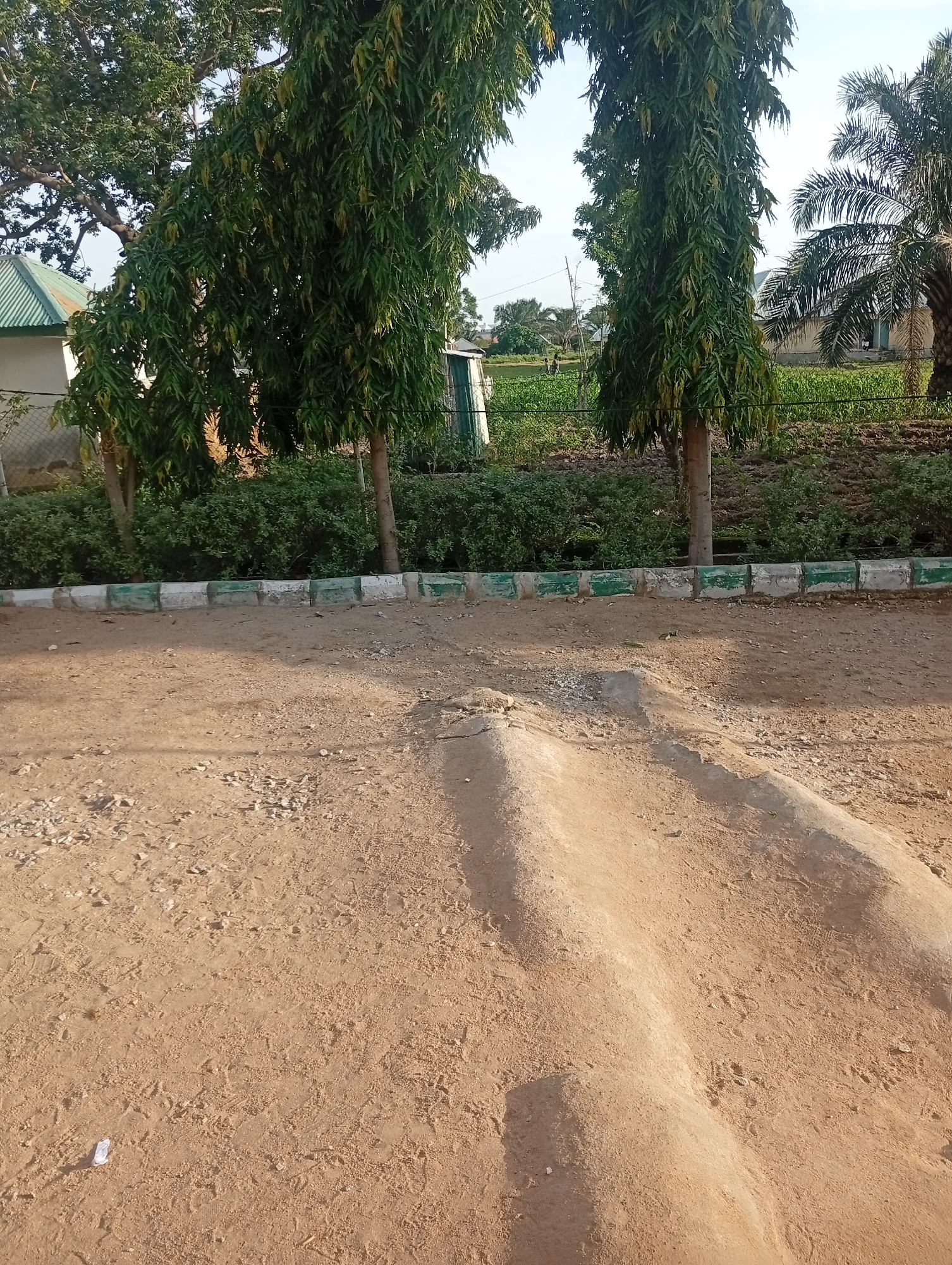 The image depicts an outdoor scene in Jalingo, Nigeria. The foreground is dominated by a sandy, uneven surface with scattered small stones. Two raised, curved earth mounds are visible in the center of the foreground, suggesting a constructed speed bump or landscape feature.
In the background, a line of decorative concrete blocks with green and white alternating sections forms a border. Behind this border, dense green foliage and several tall, slender trees with dense, elongated leaves are prominent. To the left, a building with a green, corrugated roof is partially visible, alongside a chain-link fence. Further back, more vegetation and what appears to be agricultural fields can be seen, along with palm trees on the right side of the image.
The lighting suggests it is daytime, likely late afternoon or early morning due to the warm, directional shadows cast on the ground. The weather appears to be clear and sunny. There are no people or animals directly visible in the frame. No text is discernible in the image. The overall impression is a somewhat unkempt, rural or semi-rural environment.