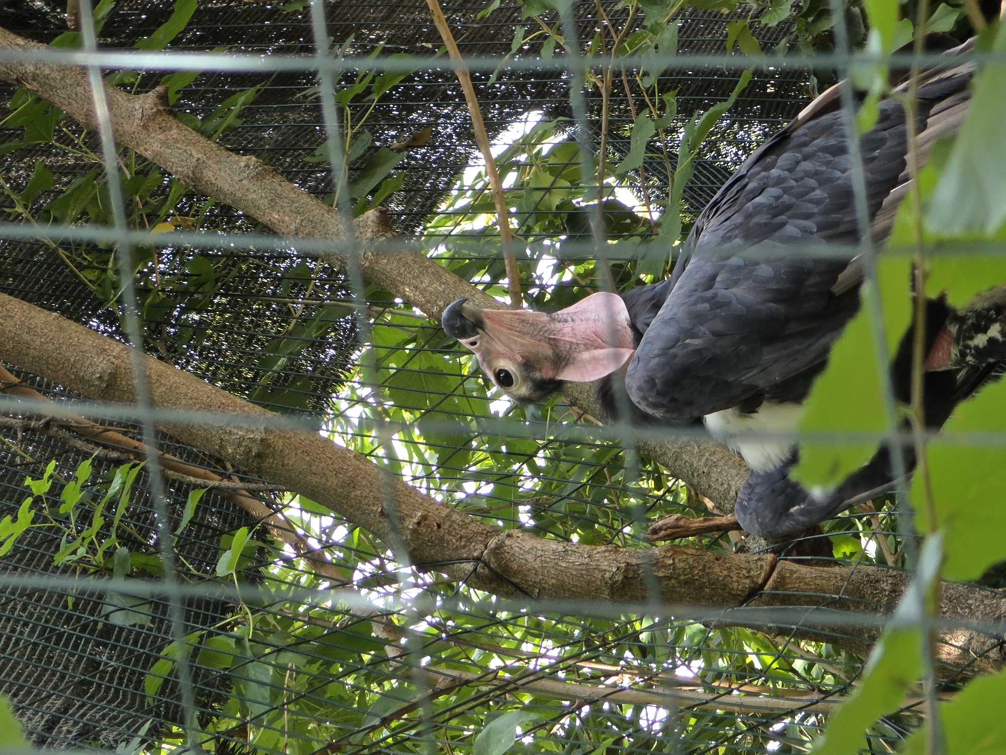 A close-up, vertical, eye-level shot shows a large bird, identified as a Marabou Stork, perched on a branch within an enclosure. The bird has dark gray feathers, a white chest, and a prominent pink wattle on its neck. Its head is turned to the left, with its beak open and a dark eye visible. The background is a dense arrangement of green leaves and tree branches, partially obscured by a green metal mesh fence in the foreground. Sunlight filters through the foliage, creating highlights and shadows. The location is identified as the Bussolengo Zoo, Bussolengo, Italy.
