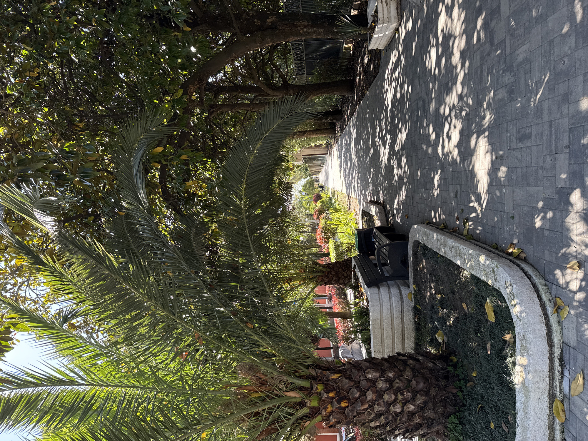 The image displays an outdoor pathway, likely in a park or along a street, under bright sunlight. The scene is dominated by lush green foliage and strong shadows, characteristic of a warm climate.
In the immediate foreground and extending along the left side, several palm trees are prominent. One large palm tree features a thick, rugged trunk and long, vibrant green fronds that reach towards the sky and across the frame. Its foliage creates a natural arch over the path.
To the right, a paved walkway, constructed from grey rectangular blocks, stretches into the background. This pathway is heavily adorned with dappled sunlight and intricate shadows cast by overhead trees, indicating a sunny day. Along the right edge of the path, a low, curved planter made of light-colored stone contains dark green ground cover and a few scattered yellow leaves. A dark park bench is partially visible next to this planter, inviting rest.
Further along the path, a dense line of mature trees with dark green leaves creates a shaded canopy and forms a natural boundary. A metal fence can be glimpsed through the trees. In the background, hints of buildings with red roofs are visible amidst more distant greenery.
No people are present in the image. The time of day appears to be either morning or late afternoon, suggested by the distinct and elongated shadows. The presence of palm trees and the bright sunlight strongly align with the given location context of Sochi, Russia. The overall impression is one of a peaceful, well-maintained outdoor space. No visible text is present.
