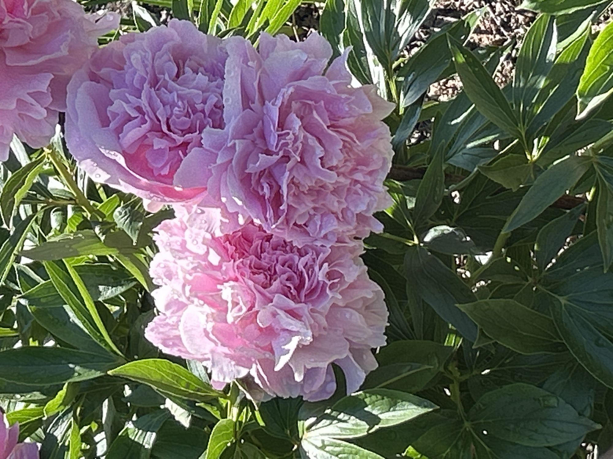Two large, fluffy pink peonies are in full bloom, with a third, partially visible peony in the upper right corner. The flowers are adorned with small water droplets, suggesting recent rain or dew. They are surrounded by lush, dark green foliage, with sunlight dappling through the leaves, creating a play of light and shadow. The background is blurred, hinting at a garden setting with dry soil and possibly other plants. This scene is located in Montreal, Canada.