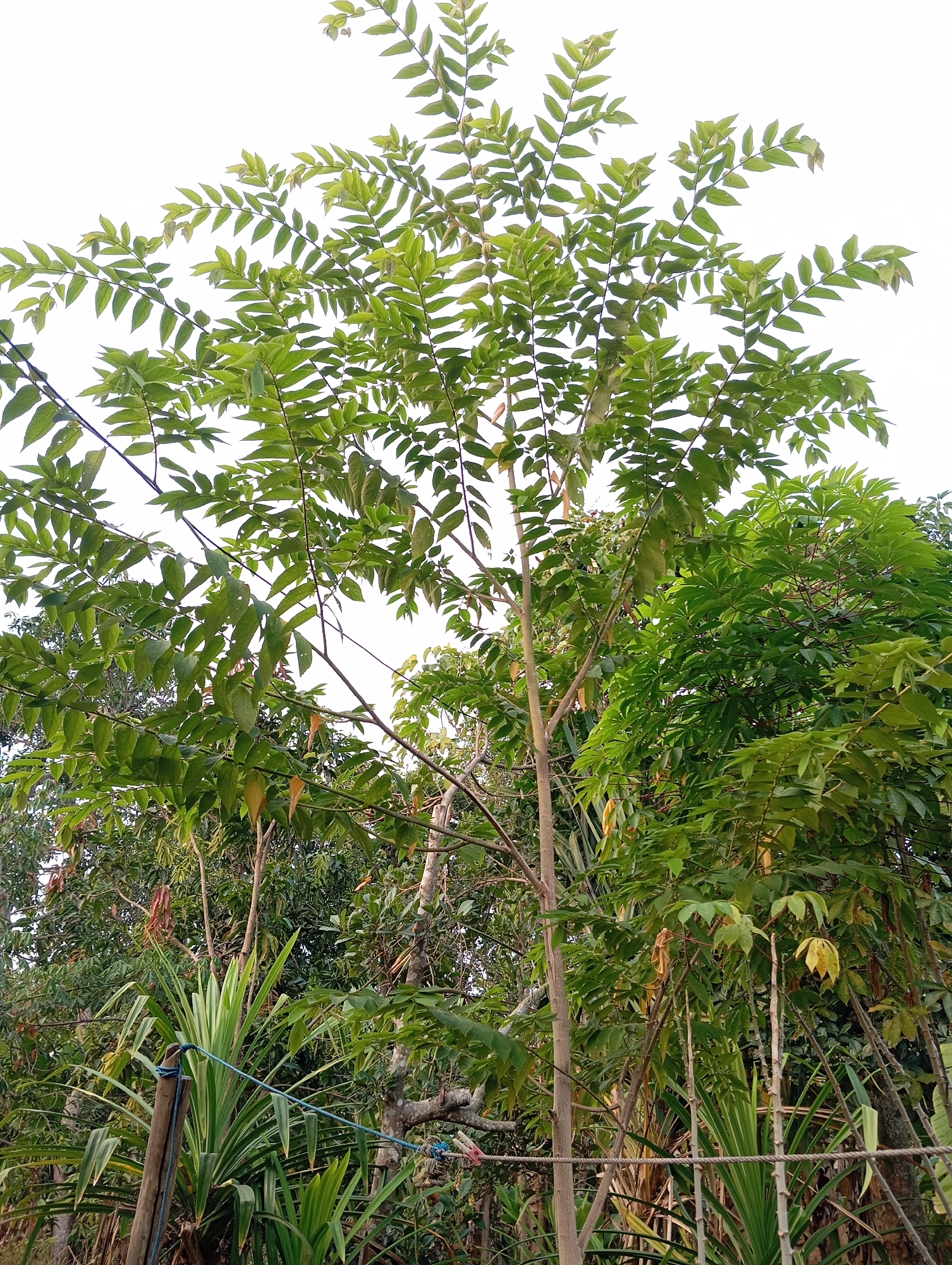 This is a full-shot, eye-level, outdoor photograph of a tree with compound leaves and a light-colored sky in the background. The tree is tall and slender, with a brown trunk and branches. The leaves are green and appear to be about 4-6 inches long and 1-2 inches wide, with serrated edges. Some of the leaves are a yellowish-green color, suggesting they may be older or starting to die. There are also some long, brown, pod-like structures hanging from the branches, which could be seed pods or dead leaves.
In the foreground, there is a plant with long, spiky, green leaves, possibly a type of yucca or agave. It is supported by a wooden post with blue rope tied around it. The rope extends to the right, attached to another post. In the background, there are more trees and foliage, creating a dense, green environment. The overall impression is of a lush, natural setting.
The scene is consistent with a location in Sudikampiran, Indonesia, which is characterized by tropical vegetation and often features a mix of cultivated plants and wild trees. The presence of the rope and posts suggests that this area might be a garden or an area that is being managed or cultivated in some way.