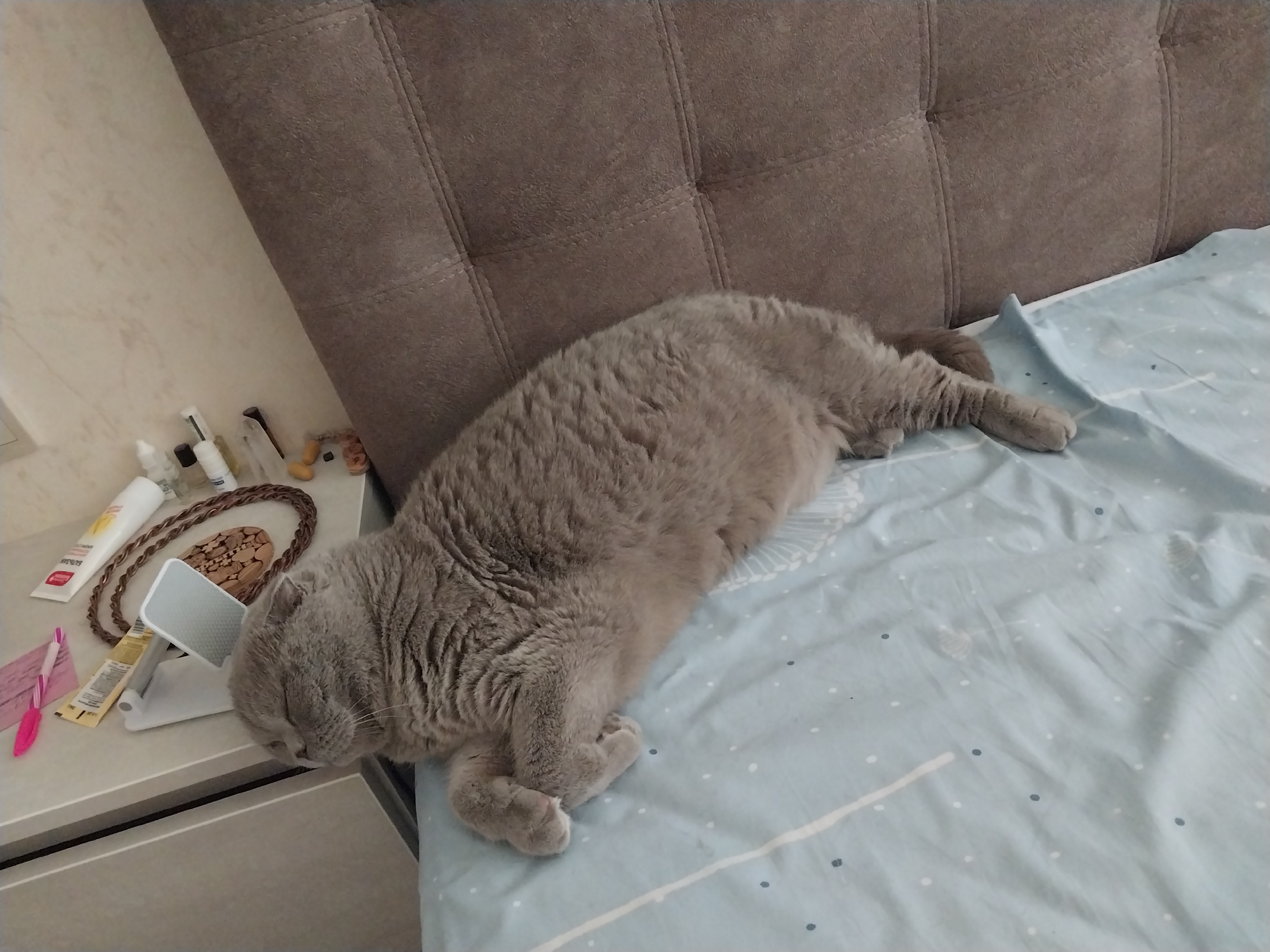 A British Shorthair cat is sleeping on a light blue bedspread with a white dot pattern. The cat is gray with fluffy fur and is lying on its side with its paws tucked in. It is positioned on a bed with a brown tufted headboard. To the left of the bed is a nightstand with several items, including a tube of cream, a braided cord, a phone stand, a pink pen, and other small objects. The wall behind the nightstand is a light beige color with a subtle pattern. The image appears to be taken indoors, likely in a bedroom. There is no information in the image to indicate a specific location in Dnipro, Ukraine.