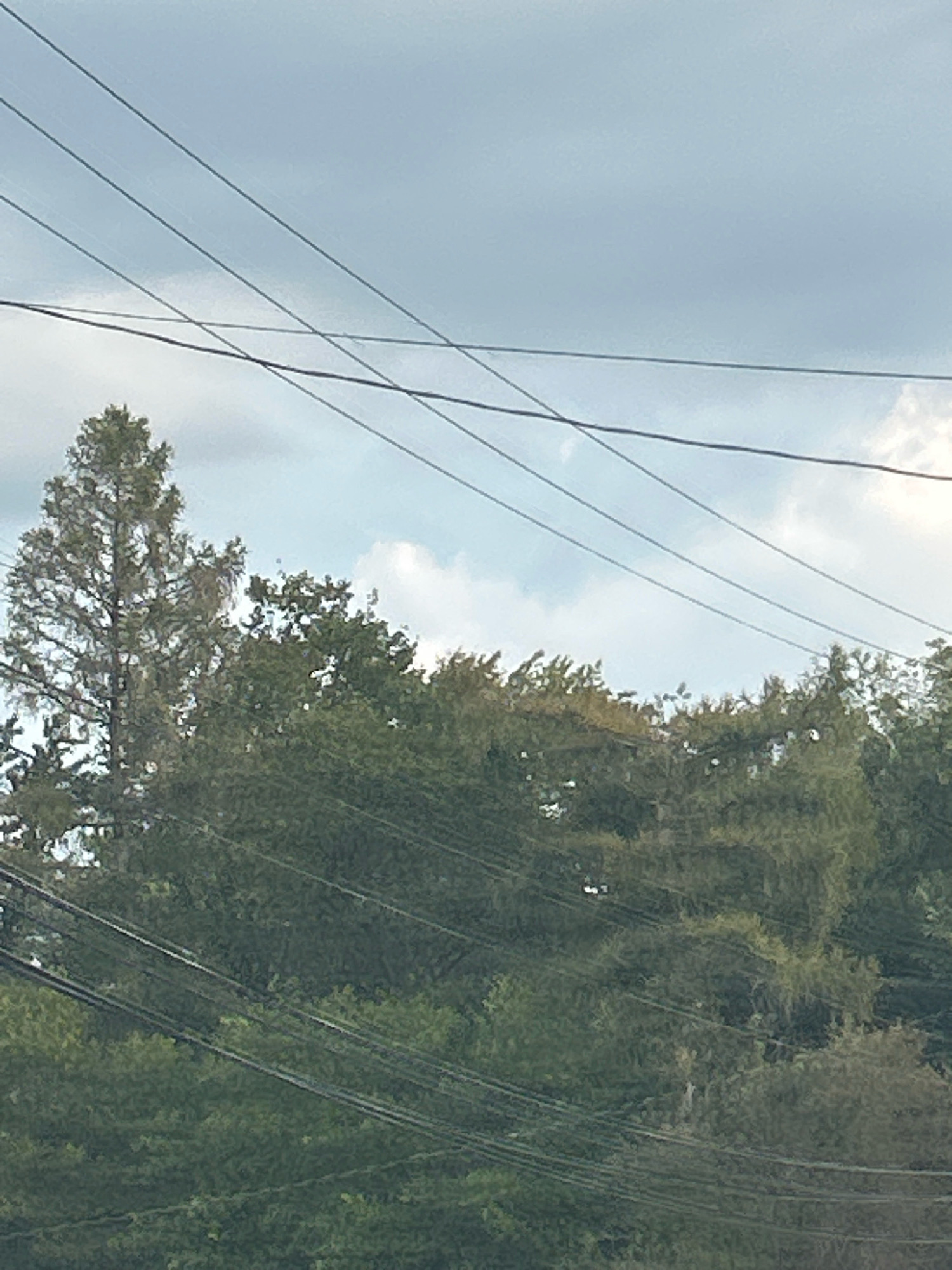 The image shows a view of trees and power lines against a cloudy sky. The trees are dense and green, with some appearing taller than others. Several dark power lines crisscross the scene horizontally and diagonally. The sky is overcast with patches of light and dark clouds. The specific location in Robinson Township, United States of America, is not discernible from the image itself, but it appears to be an outdoor scene, possibly a residential or suburban area, given the presence of power lines and trees. No people or specific actions are depicted.
