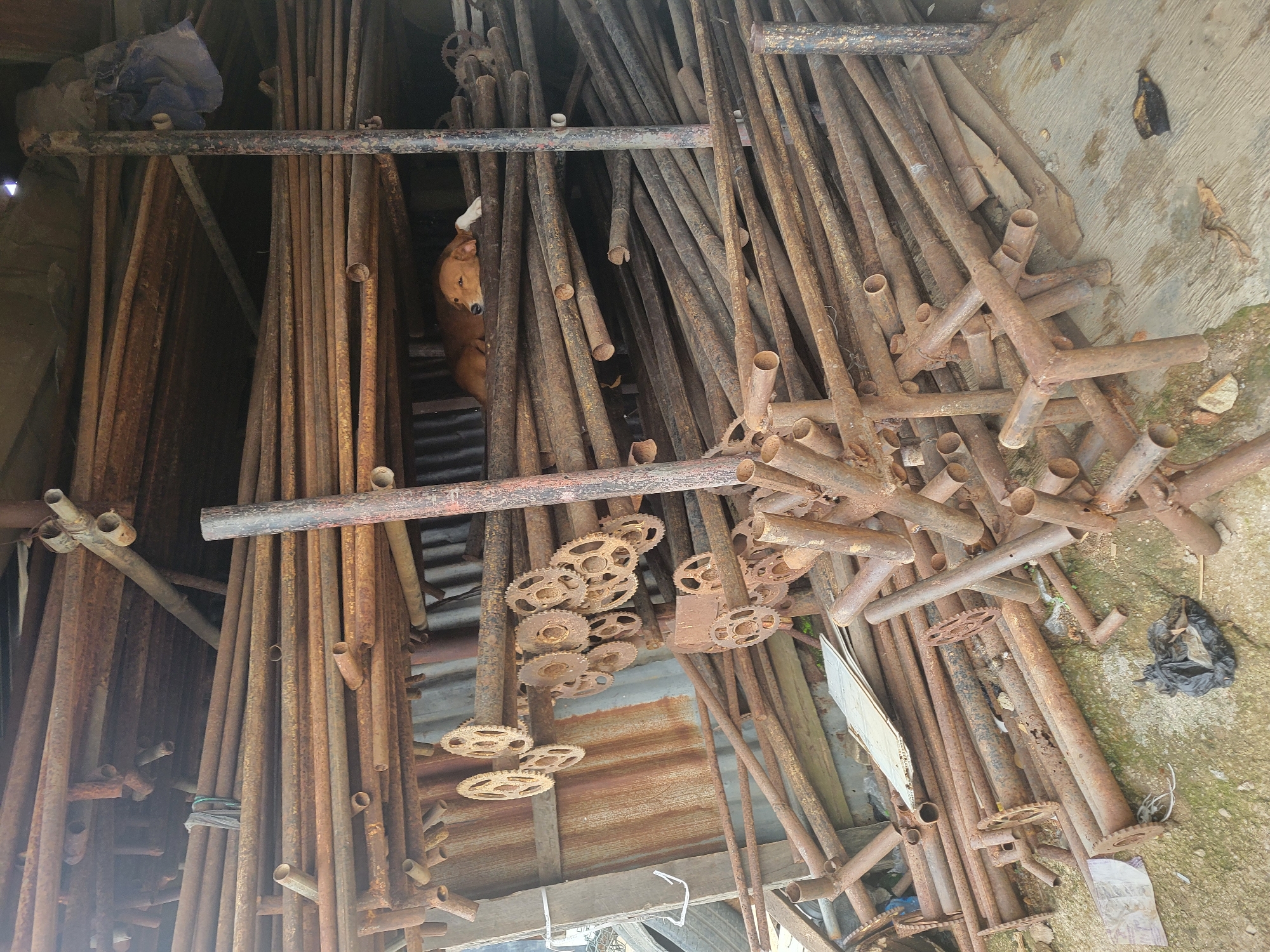 A brown dog is sleeping on a pile of rusty scaffolding pipes in an outdoor storage area. The dog is curled up and its head is resting on the pipes. The scaffolding pipes are stacked high and appear to be old and weathered. There are some rusty gears also visible amongst the pipes. The ground is concrete and appears to be uneven. In the background, there is a corrugated metal wall and a dark opening. The scene is lit by natural light, suggesting it is daytime. This appears to be a construction or storage site in Madalla, Nigeria.