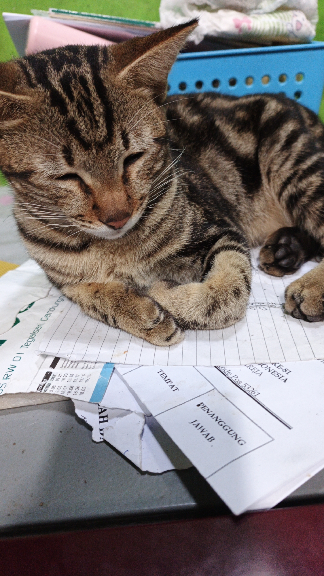 A tabby cat with closed eyes is lying on top of some papers. The papers appear to be official documents with text in Indonesian, including the words "TEMPAT" (place) and "JAWAB" (answer). One of the papers has the text "Kode Pos 53261" which is a postal code in Indonesia. The cat's paws are crossed in front of its chest. In the background, a blue plastic basket and some folded fabric are visible. The scene is indoors, likely on a desk or table, given the presence of papers. The location is identified as Gunungreja, Indonesia, based on the postal code.