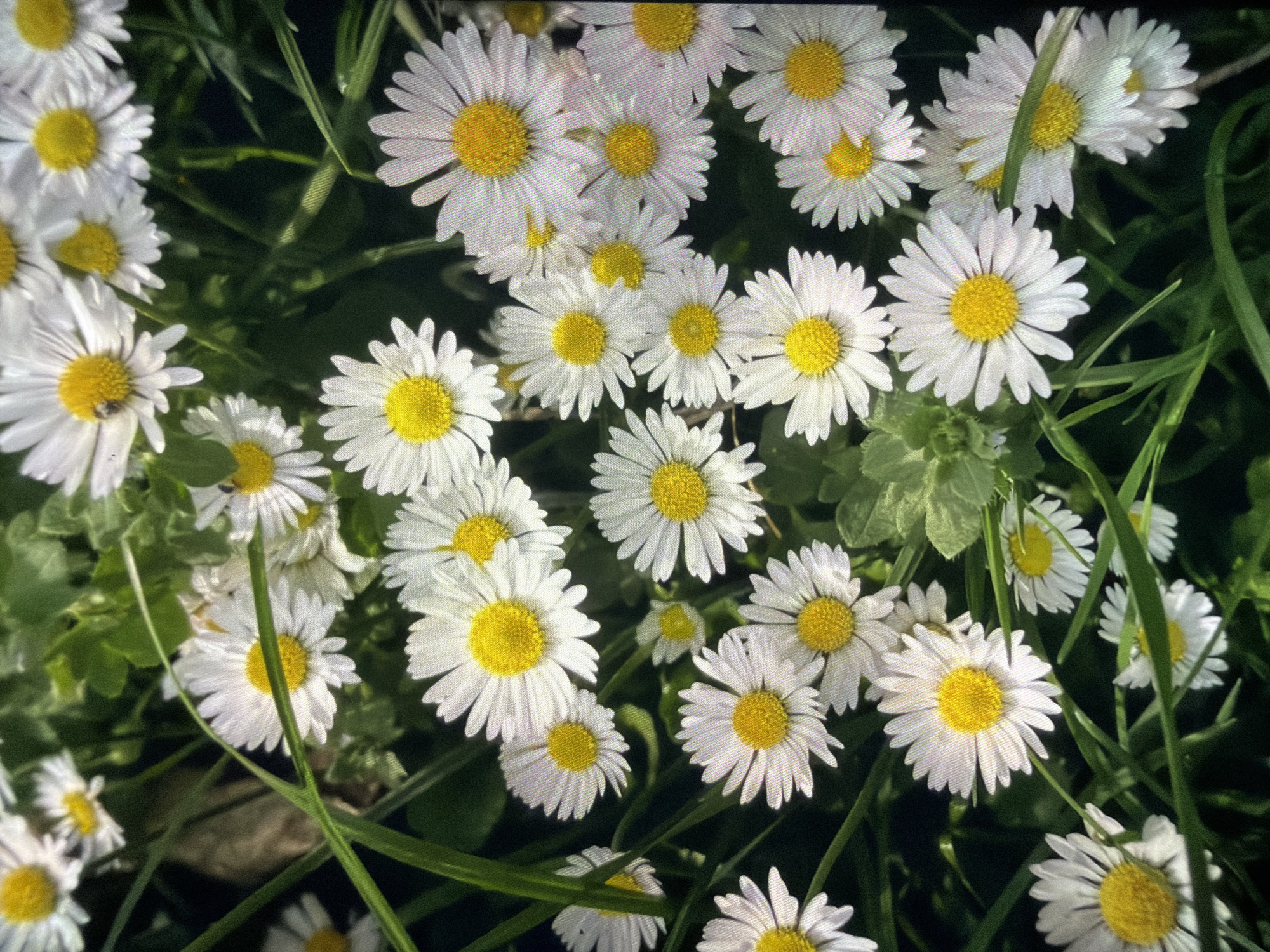 The image depicts a dense patch of daisies (Bellis perennis) interspersed with blades of grass. The daisies are in full bloom, with white petals surrounding a bright yellow center. The flowers appear healthy and vibrant. The location in the city of Reigate and Banstead, United Kingdom is not possible to verify based solely on the image. There are no visible people or interactions within the scene. The environment is a grassy area likely a meadow, or field.