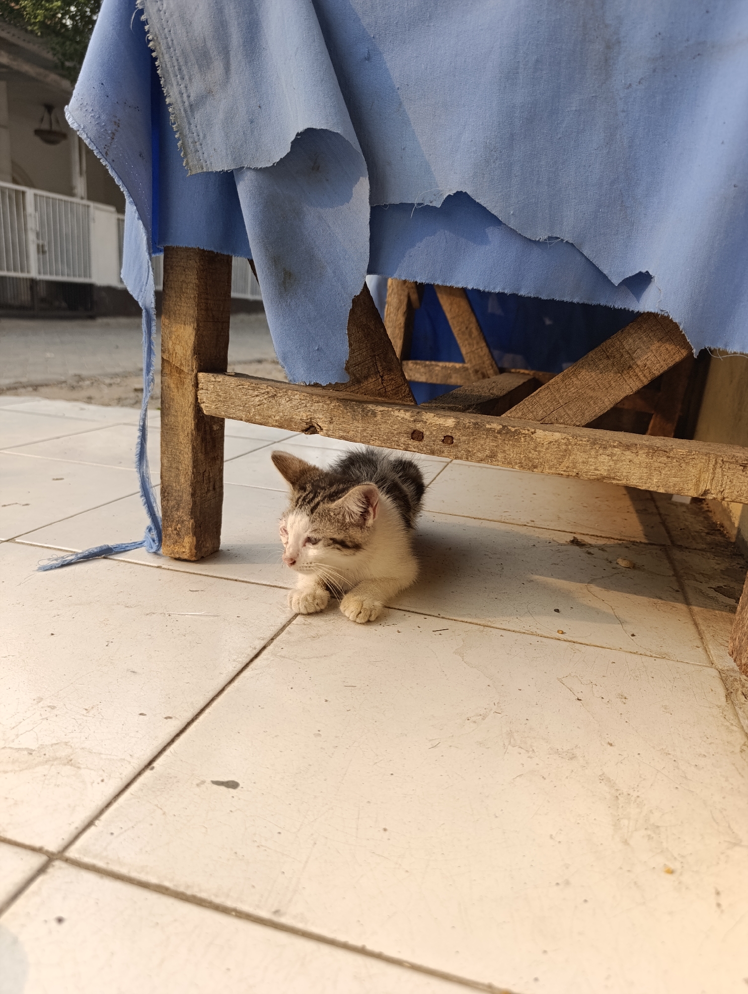 A tabby and white kitten is resting on a tiled floor under a wooden structure covered by a blue cloth. The kitten is facing right, with its paws tucked underneath its body. The blue cloth is frayed at the edges and hangs loosely, creating a shaded area. The wooden structure appears to be part of a makeshift table or bench. The tiled floor shows some dirt and wear. In the background, a white fence and a building with a light fixture are visible, suggesting an outdoor urban setting. The overall scene evokes a sense of a common street or alleyway in Tangerang, Indonesia, where stray animals often seek shelter.