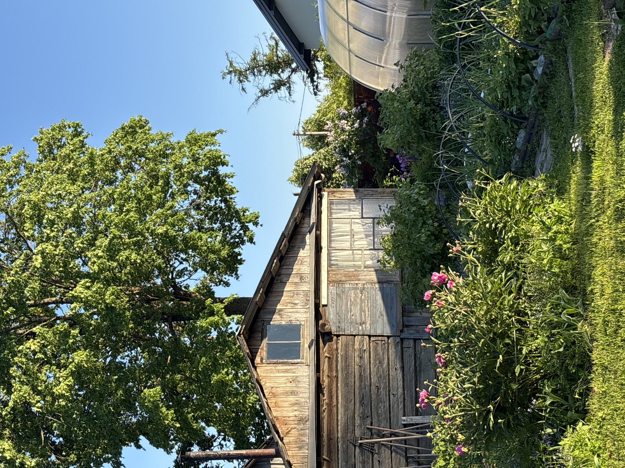 The image depicts a rustic backyard scene, likely in the village of Bolshaya Ivanovka, Russia, on a clear, sunny day. In the foreground, a lush green lawn leads to a vibrant bush of pink peonies in full bloom. Behind the peonies, a garden bed with various plants and some arched structures, possibly for a cold frame, is visible. To the right, a transparent greenhouse with a curved roof stands prominently.
Dominating the mid-ground is an old, weathered wooden structure, possibly a shed or small house, with a sloping roof and a small window near the top. A chimney is attached to the left side of this structure. Tools, including rakes, are leaning against the wall of the wooden building. Further behind, a dense cluster of green trees and shrubs, including lilac bushes with purple blossoms, create a natural backdrop. A larger, mature tree with full green foliage overshadows part of the scene. To the far right, a portion of a more modern house with a dark roof is visible. The sky is a clear, bright blue. No people are present in the image. The scene conveys a sense of rural tranquility and a well-tended garden.