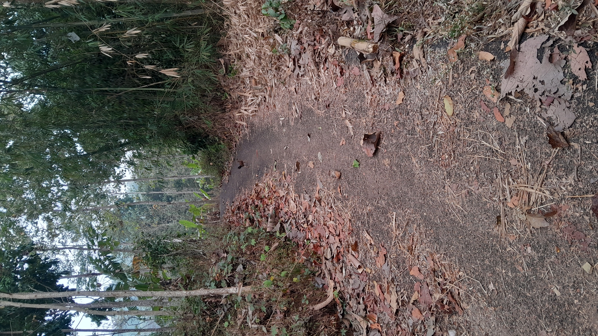 A narrow, unpaved dirt path winds through a natural setting characterized by lush vegetation and fallen leaves. The path is bordered by dense foliage on both sides, with tall trees reaching towards the sky. The ground is covered with a thick layer of dry, brown leaves, suggesting a dry season or a natural shedding process.
In the middle of the path, approximately one-third of the way from the bottom of the image and slightly to the left of center, stands a single, small bird. The bird is brown in color and appears to be foraging or resting. Further up the path, another, smaller brown object, possibly another bird or a fallen leaf, is visible. The path itself shows signs of wear, with tire tracks or footprints imprinted on its surface.
The overall impression is one of a secluded, natural pathway, likely in a rural or forested area. The presence of the bird suggests an active ecosystem. Given the context of Sumedang, Indonesia, this scene could represent a rural road, a hiking trail, or a path through agricultural land where natural vegetation is abundant. The presence of what appear to be banana leaves further suggests a tropical environment. The subdued lighting and the abundance of fallen leaves imply a time of day when sunlight is not at its peak or the season is characterized by leaf fall.