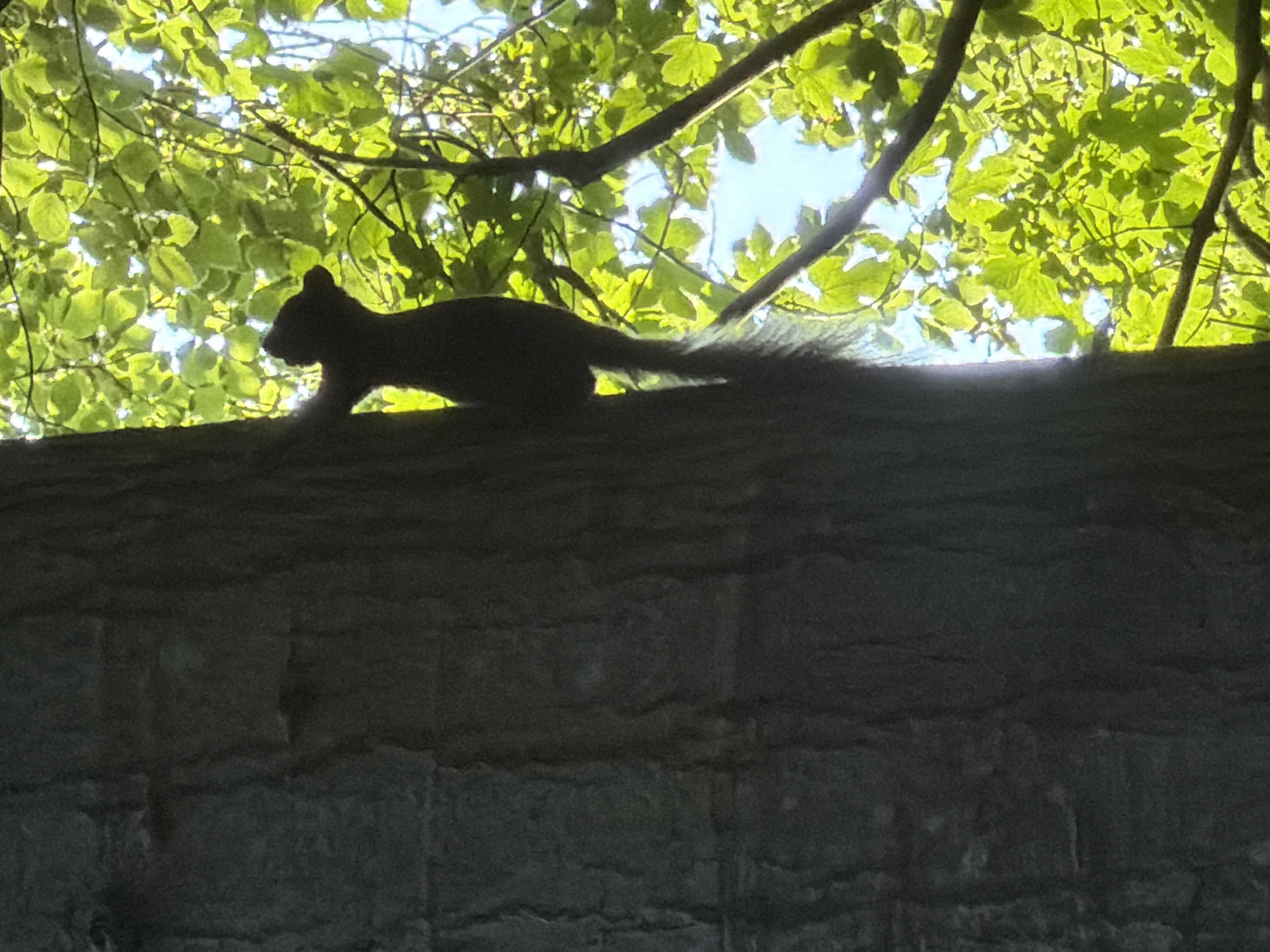 A silhouetted squirrel is climbing up the rough bark of a large tree trunk. The squirrel is dark and its outline is clearly visible against the bright green foliage and blue sky behind it. The leaves of the tree are lush and dappled with sunlight. The tree trunk takes up a significant portion of the left side of the image, with its textured bark. The scene appears to be outdoors in a natural environment. This image was taken in Græsted, Denmark.