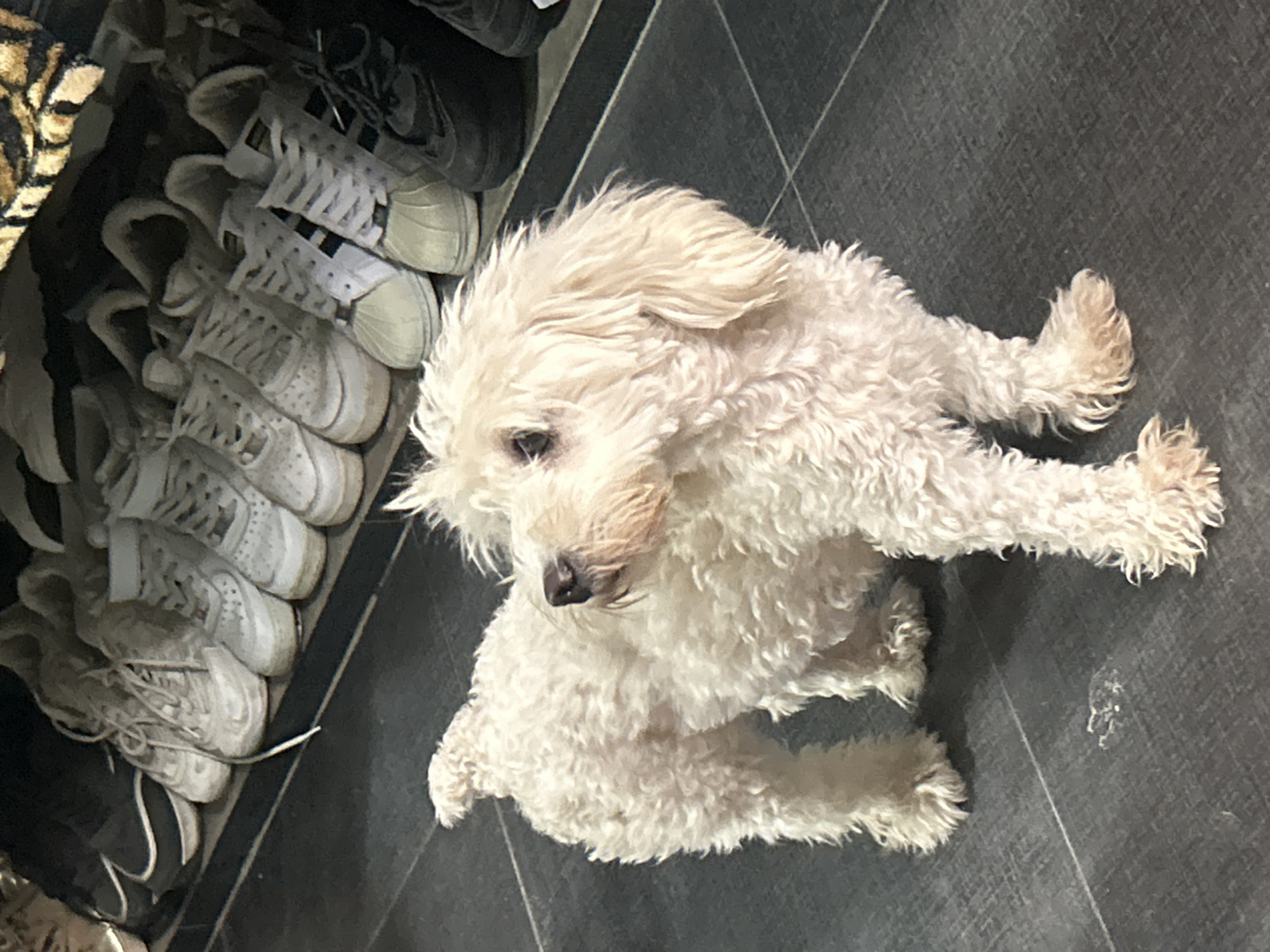 A white, curly-haired dog stands on a dark tiled floor, looking to the right. Behind the dog, a shelf is filled with various pairs of athletic shoes, predominantly white with some black and gray options visible. The shoes appear to be mostly sneakers, with some laced and others with distinct striped branding. The overall scene suggests an indoor setting, possibly a shoe storage area within a residence or establishment in Juan Griego, Venezuela.