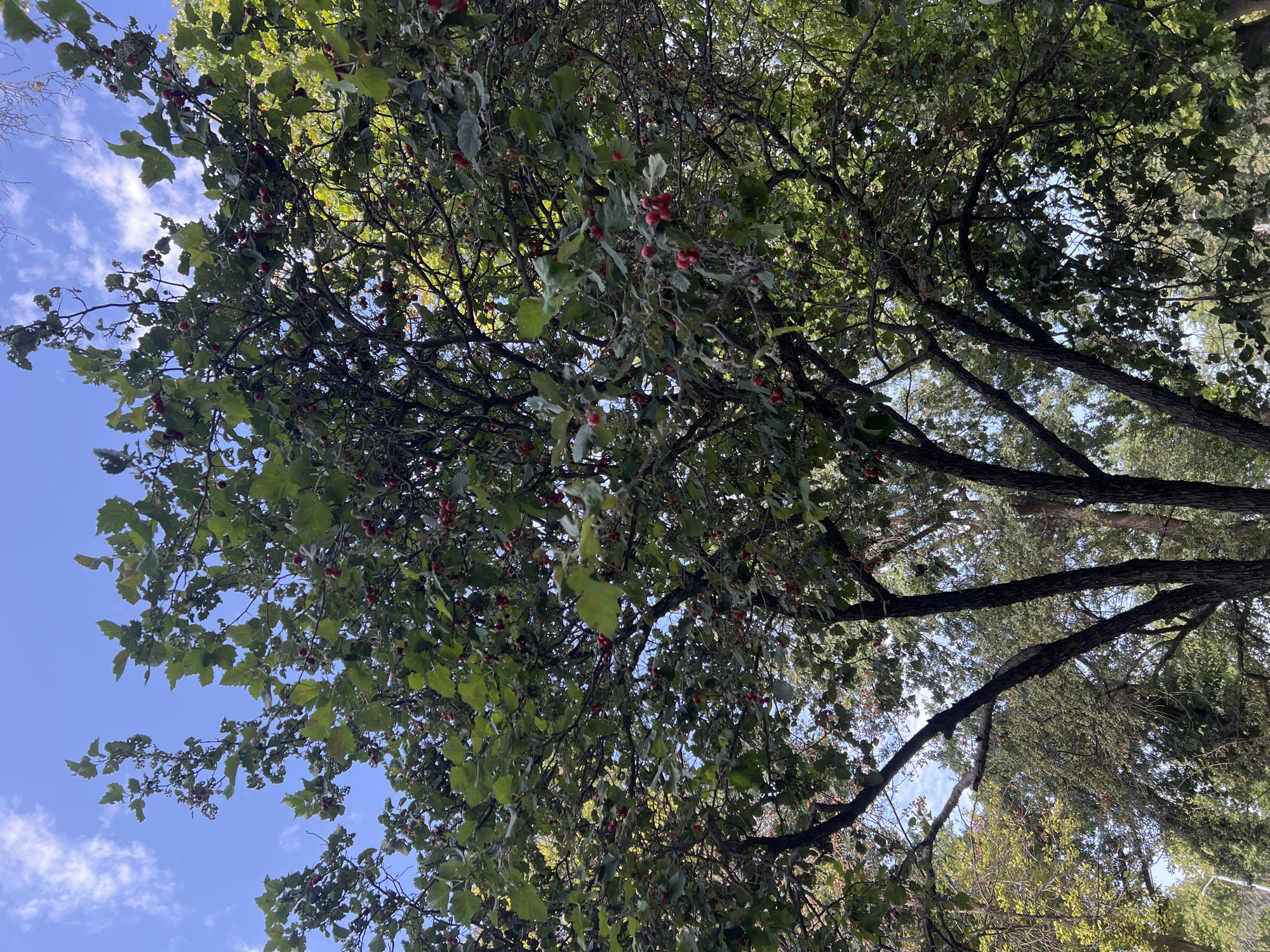 A low-angle, full-shot photograph taken outdoors in an urban environment shows the branches and leaves of a tree with small red berries against a bright blue sky with scattered white clouds. The tree is densely foliated with green leaves and laden with clusters of red berries. The branches are dark brown and gnarled, and some are visible in the foreground. The background is a blur of green foliage from other trees, suggesting a park or a tree-lined street. The lighting indicates it is daytime, likely late afternoon, with sunlight filtering through the leaves. No people or specific landmarks are visible. The scene is calm and naturalistic, with the focus on the tree's bounty.