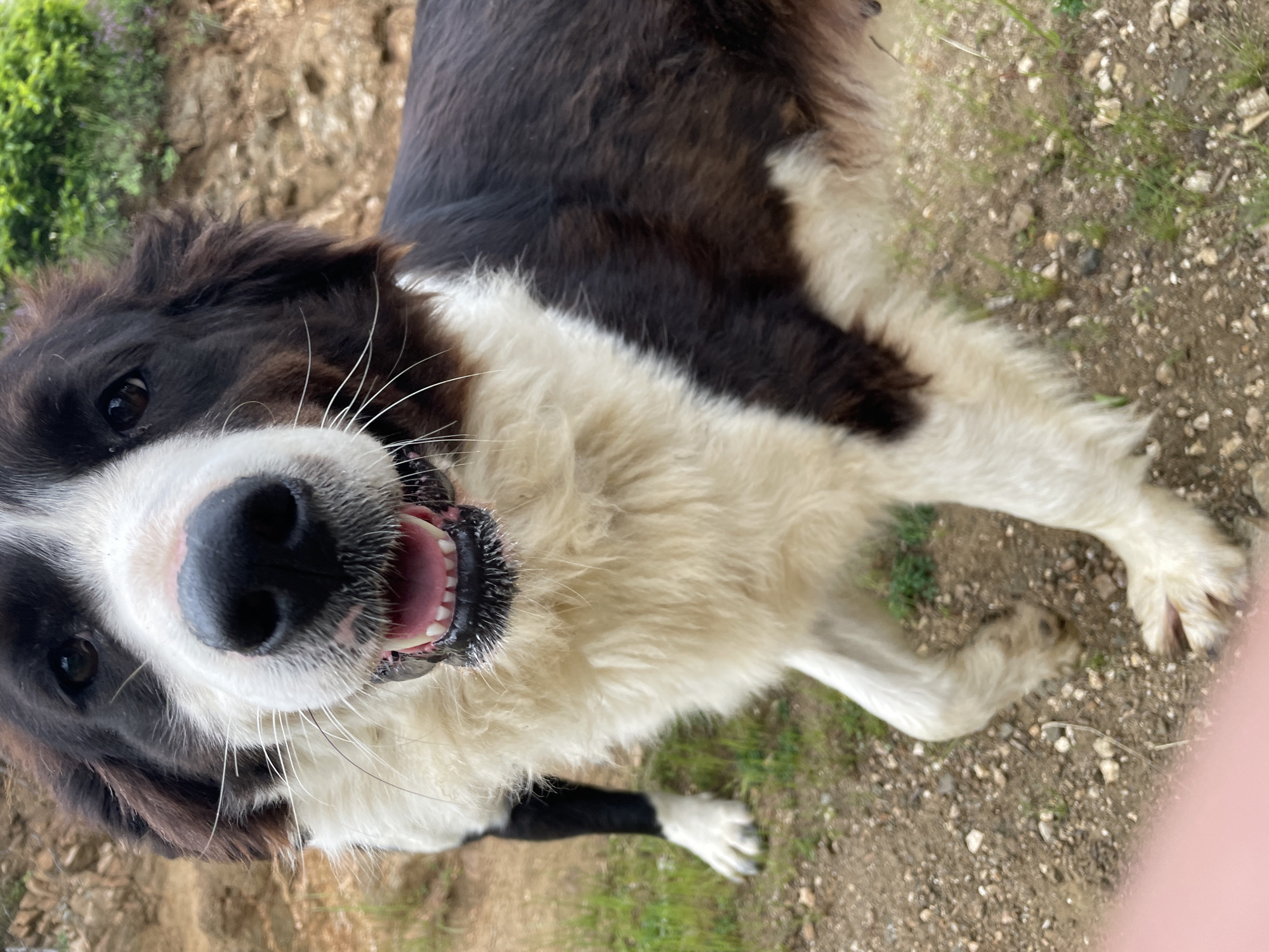 A black and white dog is positioned in the center of the image, looking directly at the camera with its mouth open, revealing its teeth. The dog's nose is prominent and dark, surrounded by white fur. Its coat is a mix of black and white patches. The background is a gravelly surface with some patches of grass. The location is likely in a rural or semi-rural area. There is no specific information to confirm the location is in Zlatograd, Bulgaria.