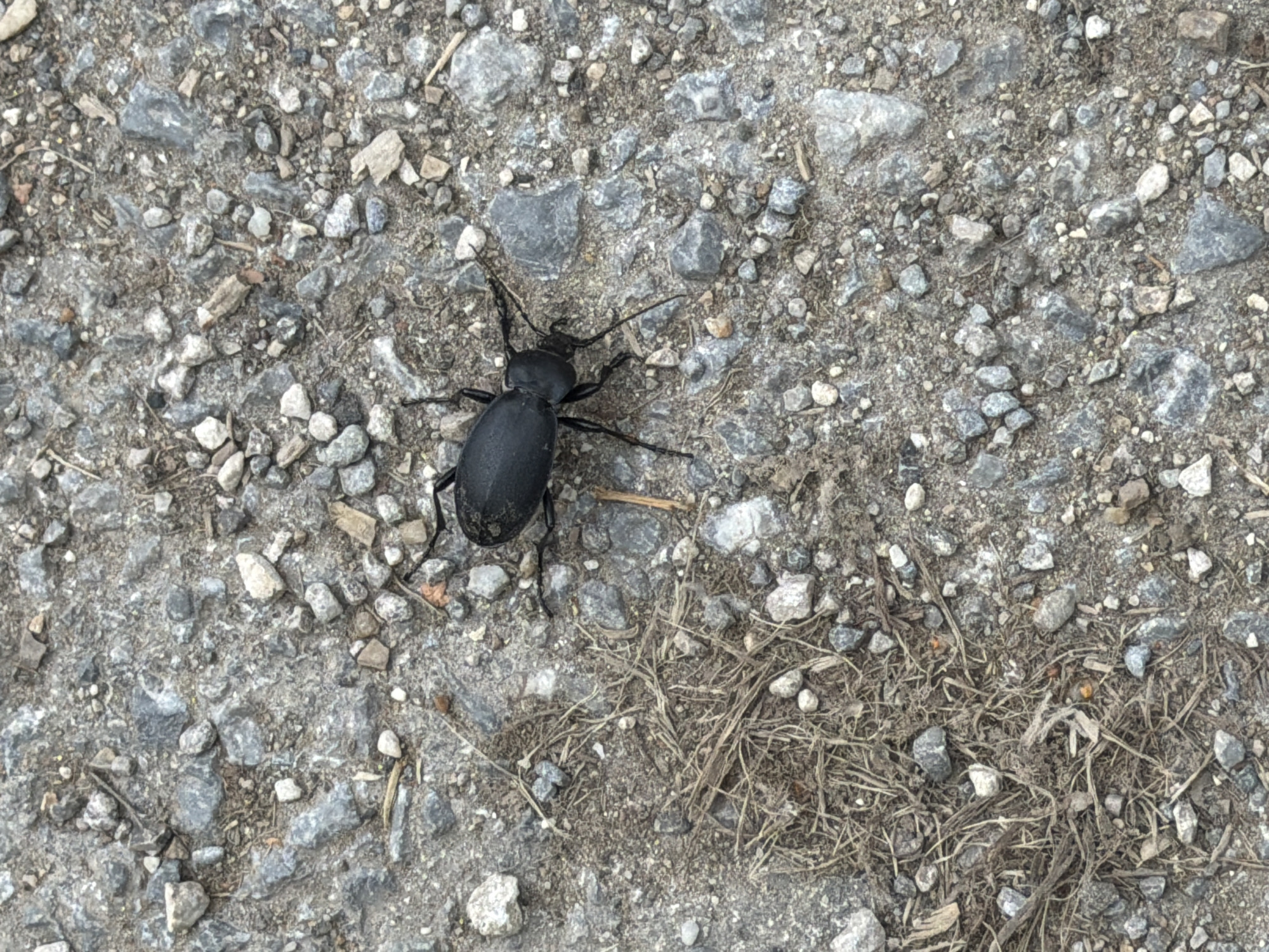 A black beetle is on a paved surface composed of small gray rocks and some dried grass. The beetle is positioned in the center of the frame. The paved surface appears to be an outdoor area. There is no indication that the image was taken in Pleven, Bulgaria.