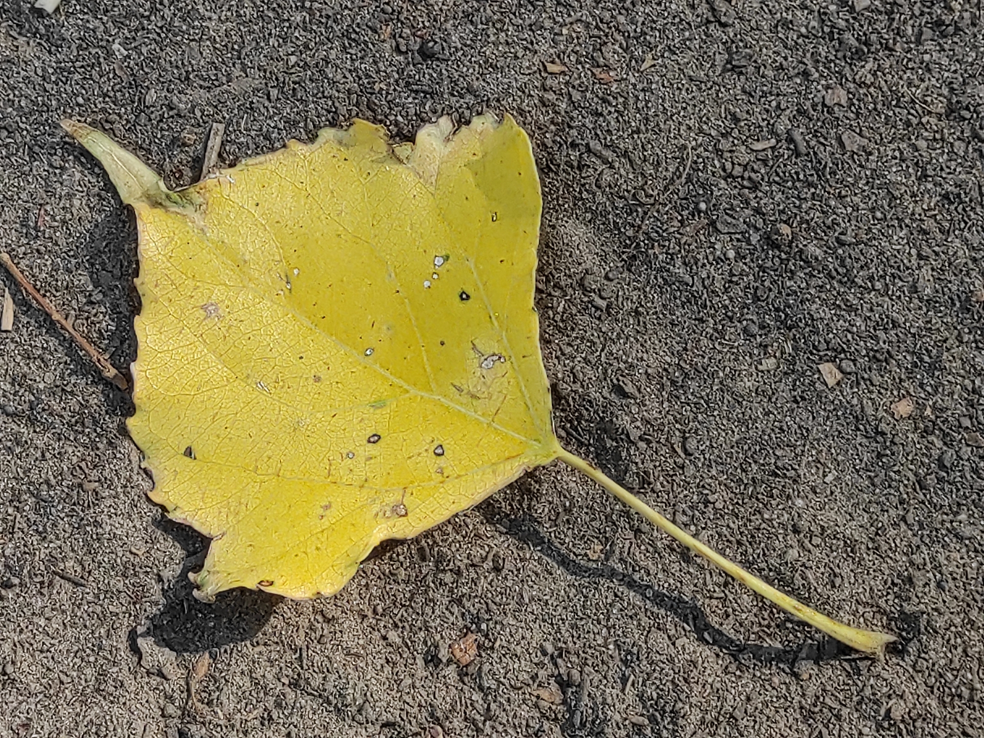 A single, yellow leaf with visible veins and some small dark spots lies on a dark, gravelly surface. The leaf is shaped somewhat like a heart, with a pointed tip and a slightly jagged edge. A thin, light-colored stem extends from the bottom of the leaf, also resting on the gravel. A shadow of the leaf and stem is cast to the left of the objects. The environment appears to be outdoors, with the gravel suggesting a path, ground, or unpaved area.