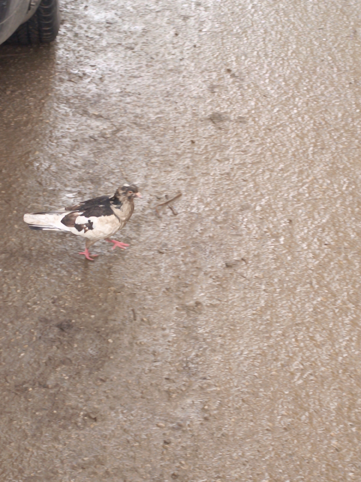 The image depicts a bird, specifically a pigeon with white, brown, and black plumage, standing on a wet, textured surface that appears to be concrete or asphalt. The bird is facing left with its beak slightly open, its pink feet visible. To the upper left corner of the scene, a small portion of a tire suggests the edge of a vehicle is present. The background shows the continuation of the wet, textured surface, devoid of any discernible human presence or specific landmarks. Considering the environment, the exact location in Sofia, Bulgaria cannot be determined from the available visual information.