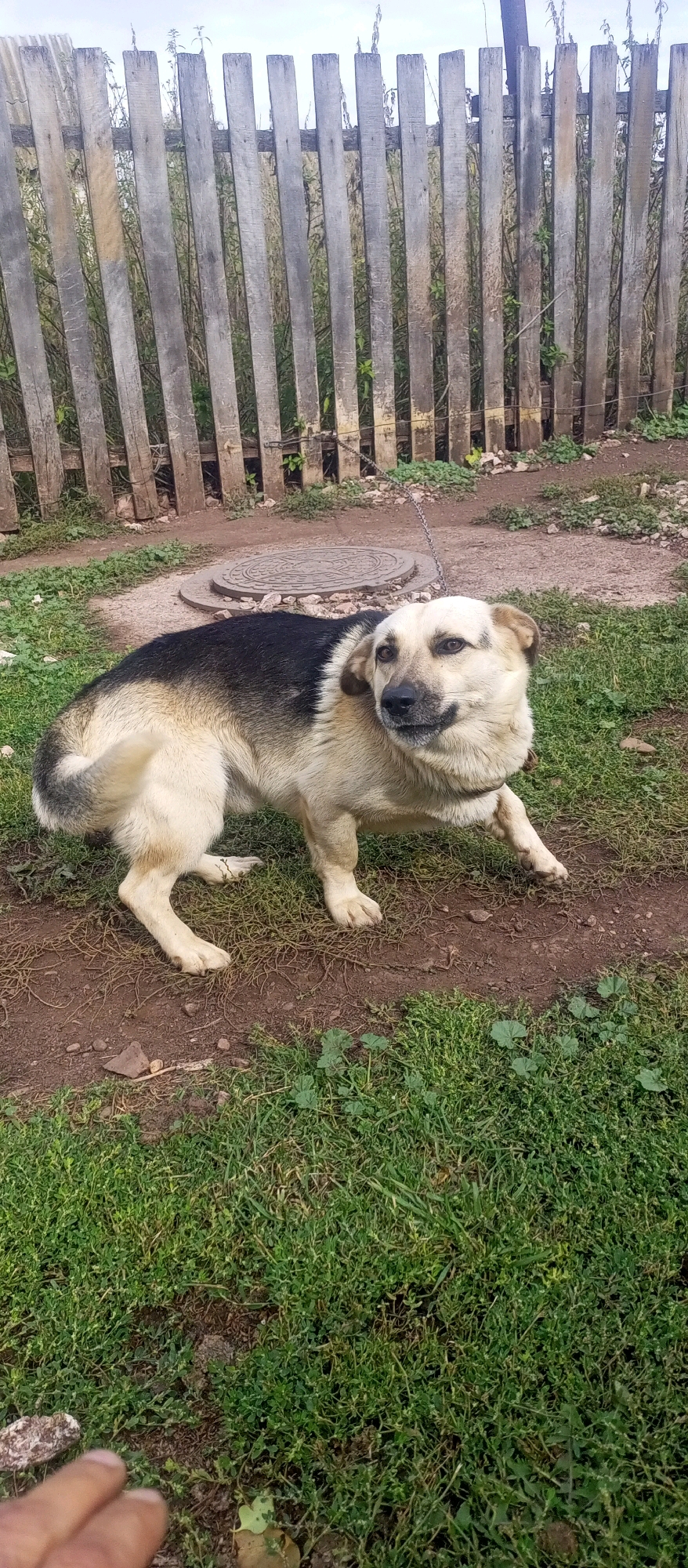 A medium-sized dog with black and tan fur stands on a dirt and grass surface in front of a weathered wooden fence. The dog is facing to its right, with its head turned back towards the camera. A metal chain leash is attached to the dog's collar. In the background, a round metal manhole cover is visible on the dirt. The environment appears to be an outdoor area, possibly a yard, with vegetation and the fence suggesting a rural or semi-rural setting. The sky is overcast.