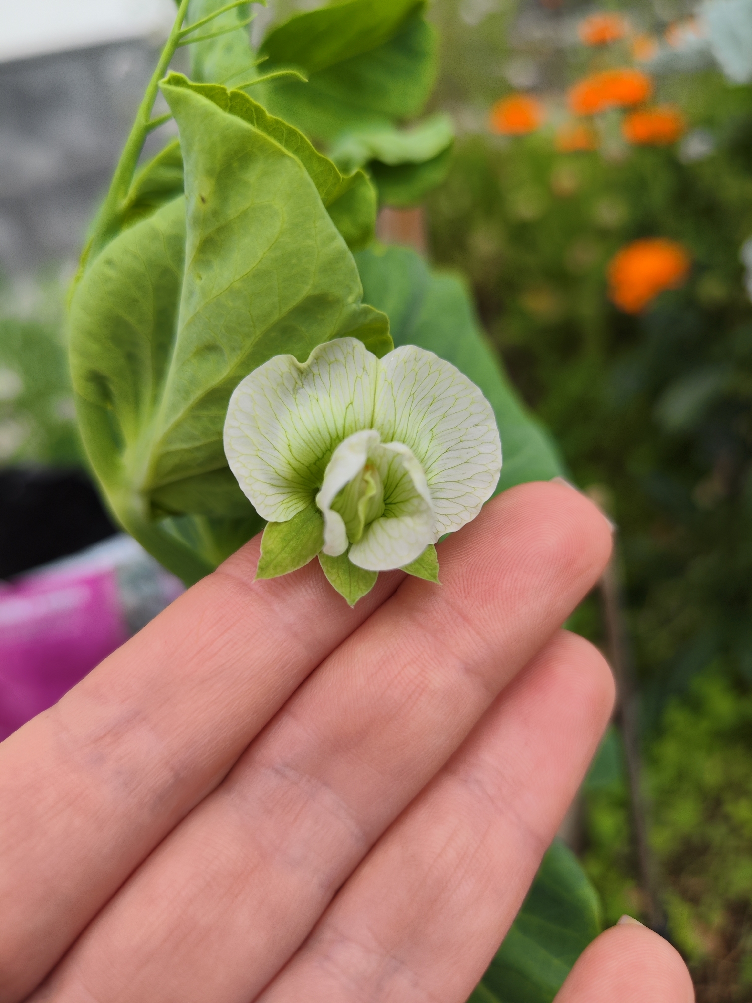 A close-up shot shows a pale green and white pea flower resting on a person's hand. Behind the flower, there are green leaves. The background shows more greenery and out-of-focus orange flowers. The location is likely a garden. There's no specific evidence to support that the image was taken in Ribeira Grande, Portugal.