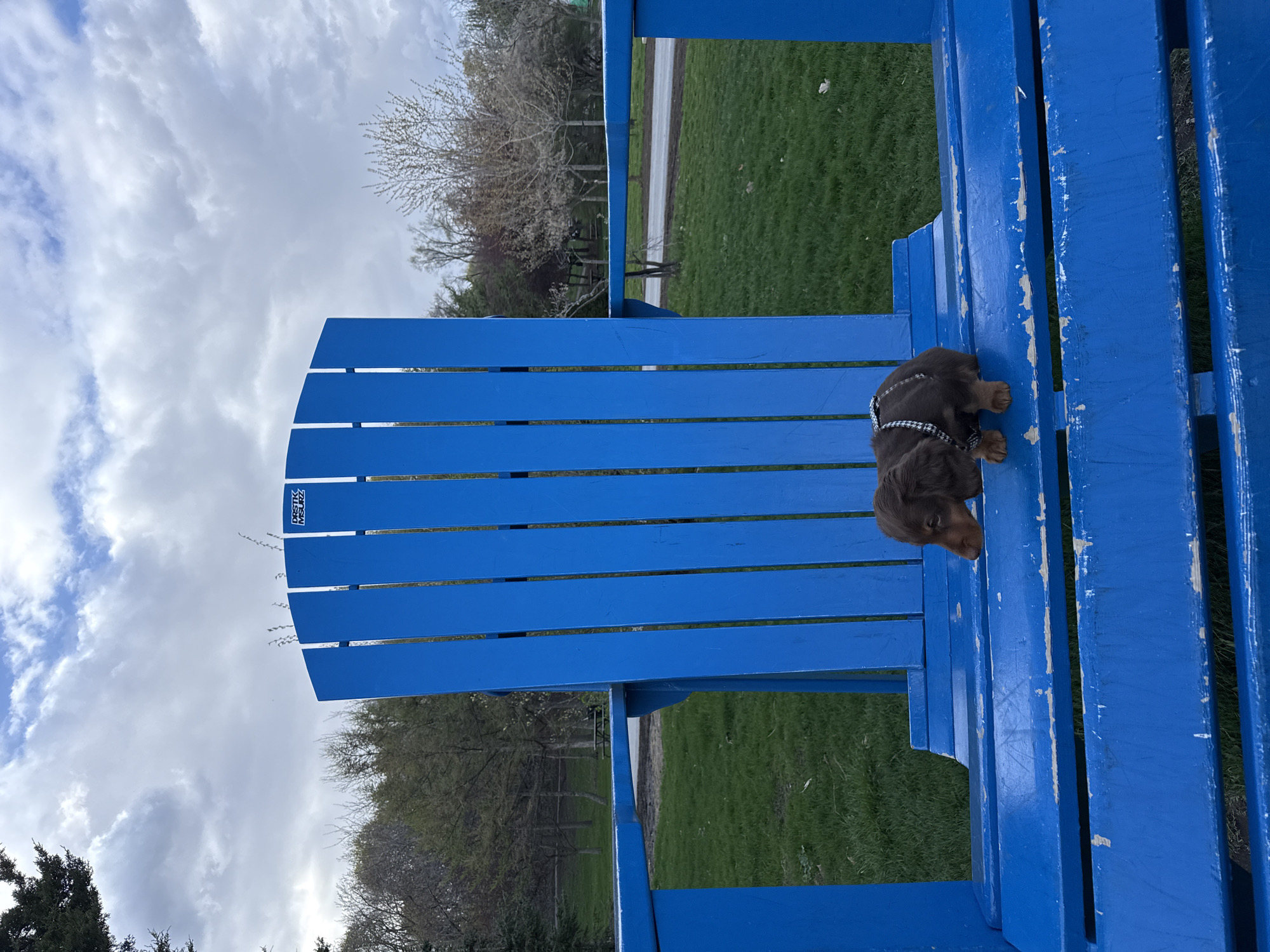 A chocolate-colored puppy wearing a black and white checkered harness rests on a bright blue Adirondack chair. The chair is positioned outdoors on a grassy lawn, with a sidewalk and bare trees visible in the background. Above, a cloudy sky fills the upper portion of the frame. A logo that includes the text "MSURZ" can be seen on the chair. The scene is Montreal, Canada.