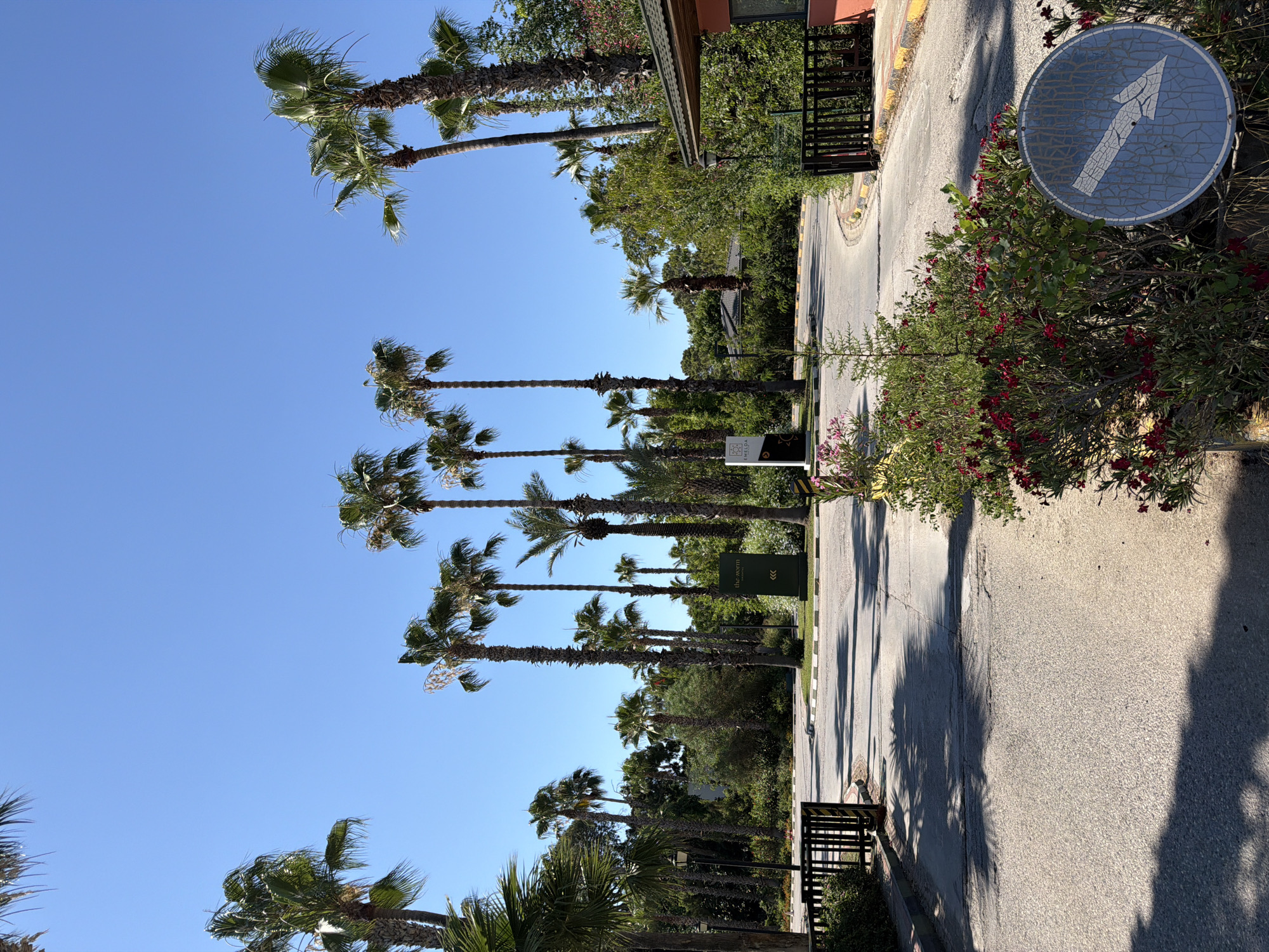 This media file depicts an outdoor scene featuring a row of tall palm trees lining a paved road. The scene is dominated by the clear blue sky and the lush green foliage of the palm trees. The road appears to be a street or driveway, with yellow and white markings along its edge. In the foreground, there is a circular blue traffic sign with a white arrow pointing upwards and to the right, indicating a direction. Behind the sign, a dense bush with red flowers is visible.
Several palm trees stand tall and slender, their fronds rustling in the breeze. Some of the trees are closer to the road, while others are further back, creating a sense of depth. Shadows from the palm trees are cast across the road, suggesting it is daytime and the sun is shining. The lighting indicates a sunny day, possibly late morning or early afternoon. The overall setting appears to be a warm climate, given the presence of palm trees and flowering bushes.
There is some text visible on a green sign placed amongst the palm trees, which reads "the room" along with an arrow symbol. Another small sign with text is partially visible at the bottom left. The environment suggests a residential area, a resort, or a park with a road access. No people are visible in the image. The mood conveyed is tranquil and serene, characteristic of a sunny day in a tropical or subtropical location.