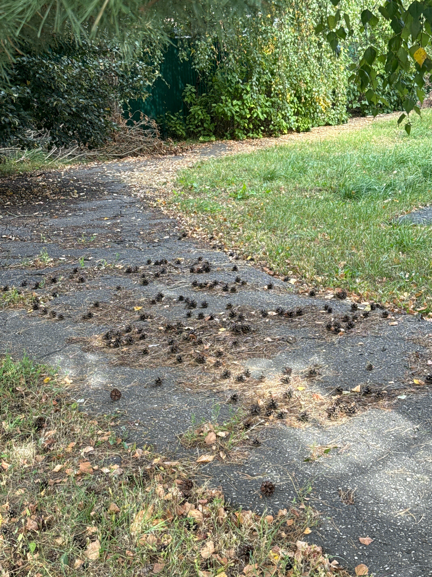 The image depicts a paved path in a natural outdoor setting, possibly a park or residential area. The path is partially covered with fallen leaves and numerous pinecones, suggesting an autumn or post-autumn season. The path is bordered by grassy areas with dry foliage and some scattered leaves. In the background, there is dense green foliage and a dark green fence. The scene is illuminated by sunlight, casting shadows on the path. There are no people or animals visible in the image. The location is described as being in the city of Zaraysk, Russia.