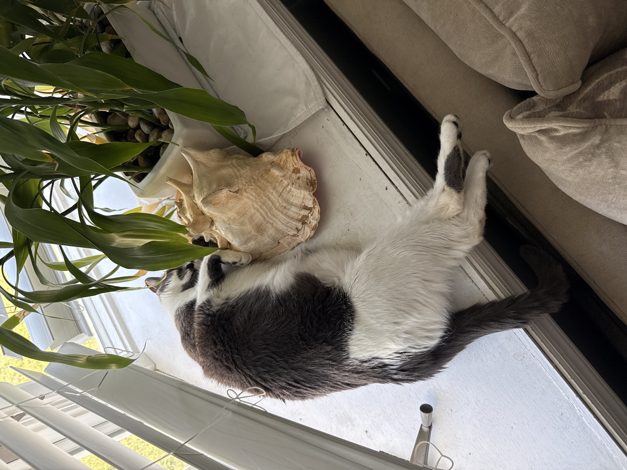 A gray and white cat is sleeping on a windowsill in Bellmore, United States of America. The cat is curled up next to a large seashell and a potted plant. Blinds are visible in the background, suggesting the window is open. A portion of a couch is visible in the foreground.
