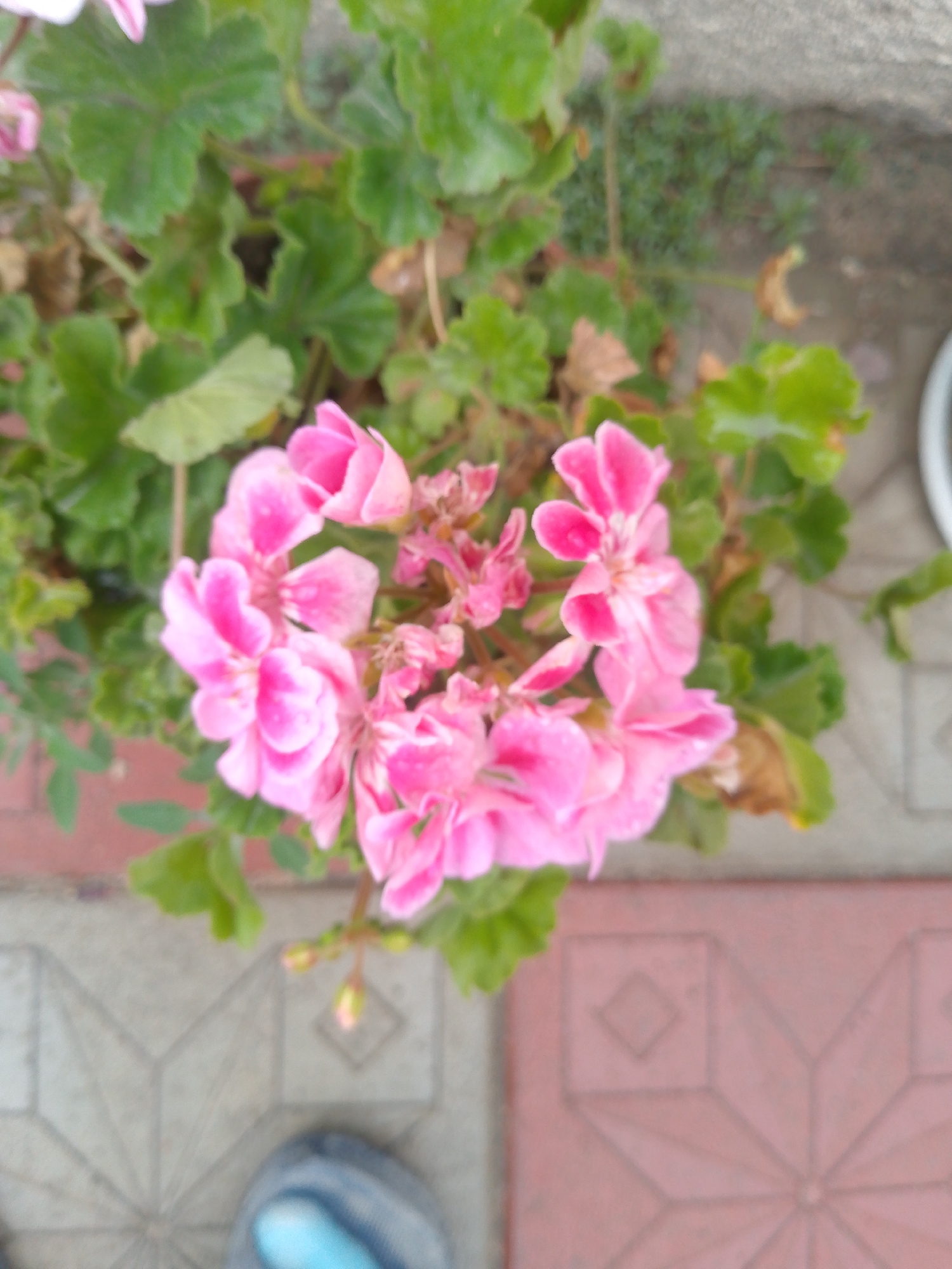 The image depicts a cluster of bright pink geranium flowers in bloom, set against a backdrop of green leaves. The flowers are detailed with five petals, some of which are tinged with white. The scene is illuminated by natural light, casting soft shadows. In the foreground, a gray shoe with blue laces is visible, resting on a patterned stone walkway. The walkway is composed of hexagonal tiles with a star-like pattern in shades of grey and reddish-pink. The background includes more green foliage and a blurred concrete surface. The overall setting appears to be an outdoor urban environment, possibly a garden or pathway.