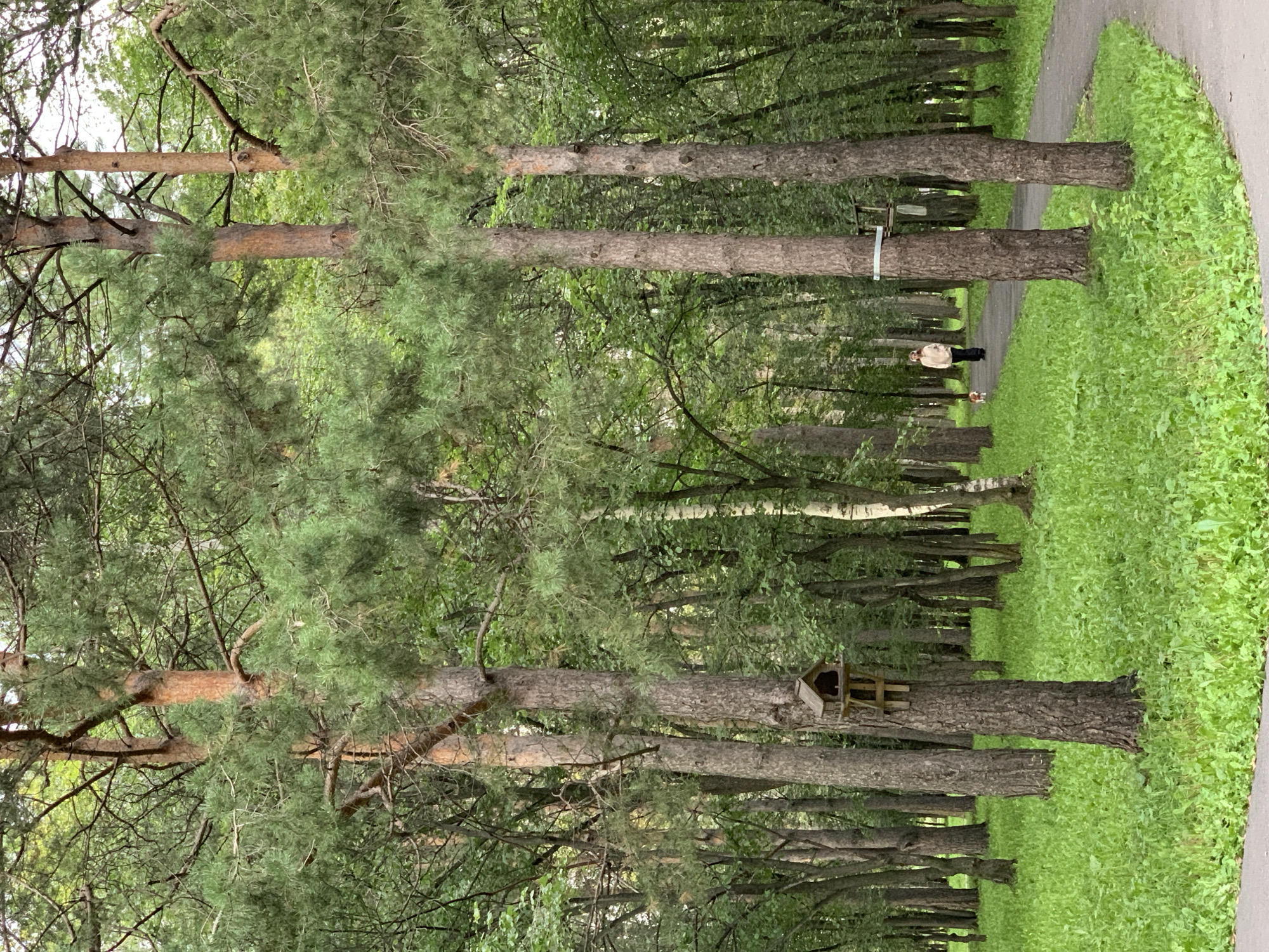 A woman walks her dog on a paved path through a park. The park is filled with tall trees and lush green grass. A birdhouse is attached to one of the trees. The scene appears to be in the city of Prokopyevsk, Russia.