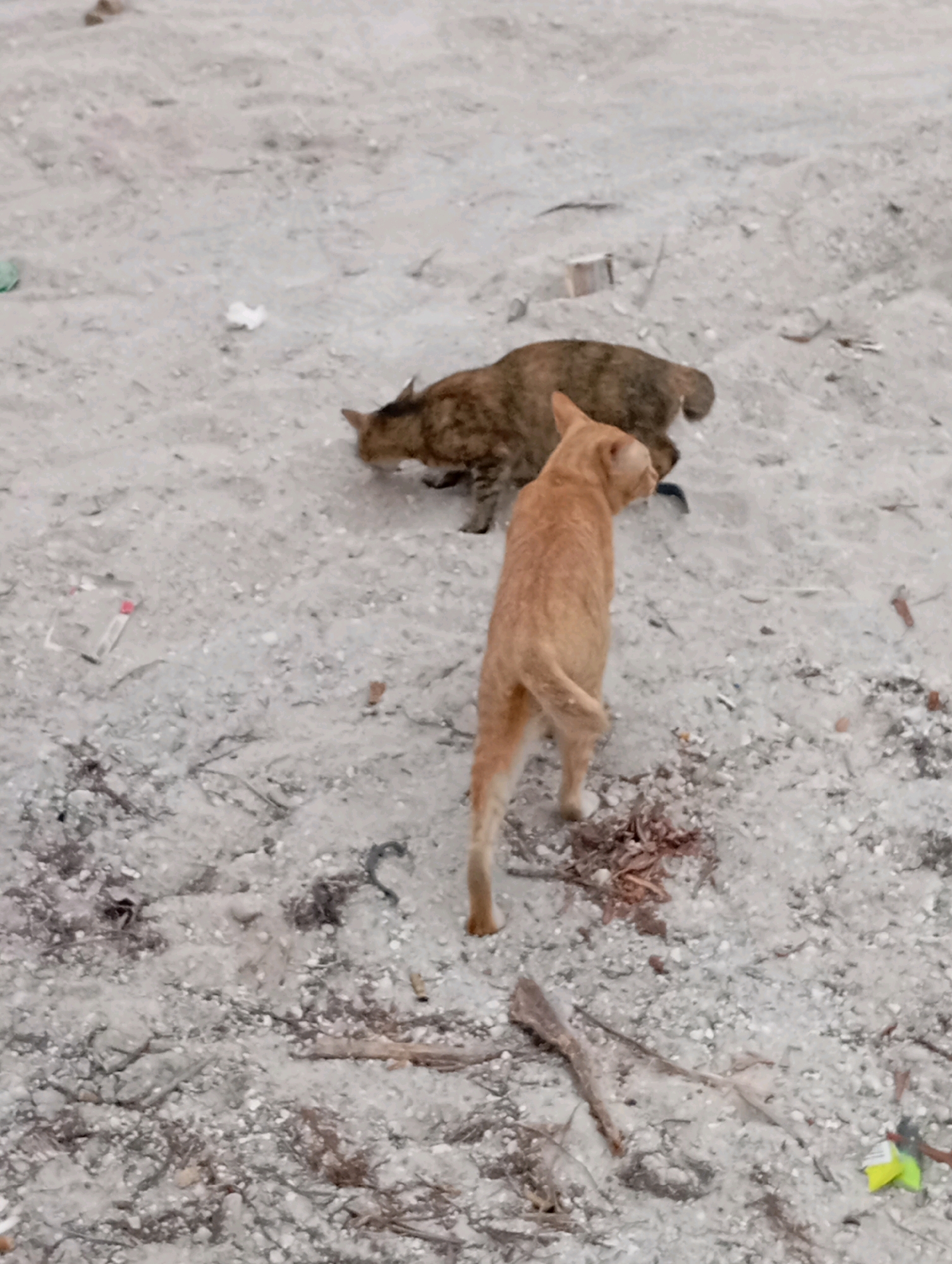 Two domestic cats are visible in a sandy, debris-strewn outdoor environment. One cat, predominantly orange, stands facing away from the viewer, its tail curled. It is positioned in the foreground. Behind it and to the left, a second cat, exhibiting a tabby pattern of brown and black, is lowered to the ground, appearing to be eating or investigating something on the surface. The ground is composed of light-colored sand mixed with small pebbles and scattered debris including twigs, leaves, and what appears to be plastic waste. The setting suggests an undeveloped or neglected area within a city, possibly Tumbang Tariak, Indonesia, characterized by its unpaved ground and discarded materials.