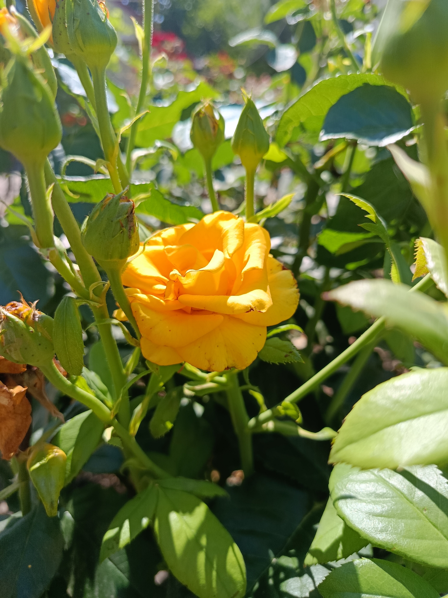 A close-up, eye-level shot showcases a bright yellow rose in full bloom, surrounded by green rosebuds and foliage. The rose, positioned slightly right of center, exhibits delicate petals with subtle variations in shade. Several rosebuds, ranging from tightly closed to partially open, are visible, primarily to the left and above the main flower. Lush green leaves, some catching sunlight, create a vibrant backdrop, with hints of dried brown foliage on the lower left suggesting past blooms. The background is softly blurred, with out-of-focus greenery and a hint of red in the distance, indicating other flowers. The scene appears to be an outdoor garden. The image is taken in the city of Korotnoye, Moldova.