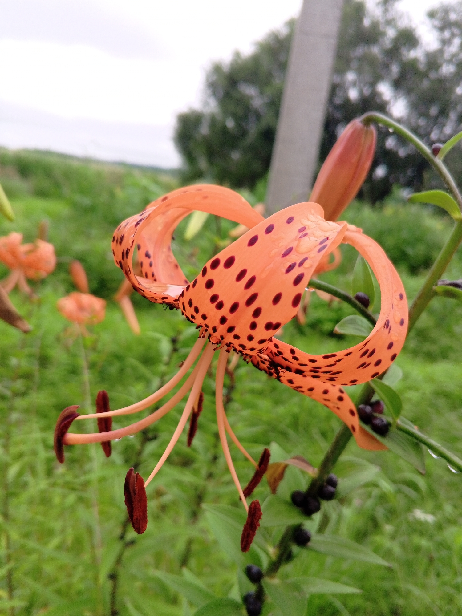The image is a close-up, medium shot of an orange lily with dark spots. The lily is in the foreground, with its petals unfurled and curved backward. Its stamens, tipped with dark red anthers, hang downwards. The lily has water droplets on its petals. In the background, there are other lilies, out of focus, and a blurry green field with tall grass and some trees. A grey, cylindrical pole stands vertically behind the main lily. The sky is overcast and grey. The image appears to be taken outdoors in natural light, with a shallow depth of field that blurs the background. The location is identified as Unknown, Unknown.