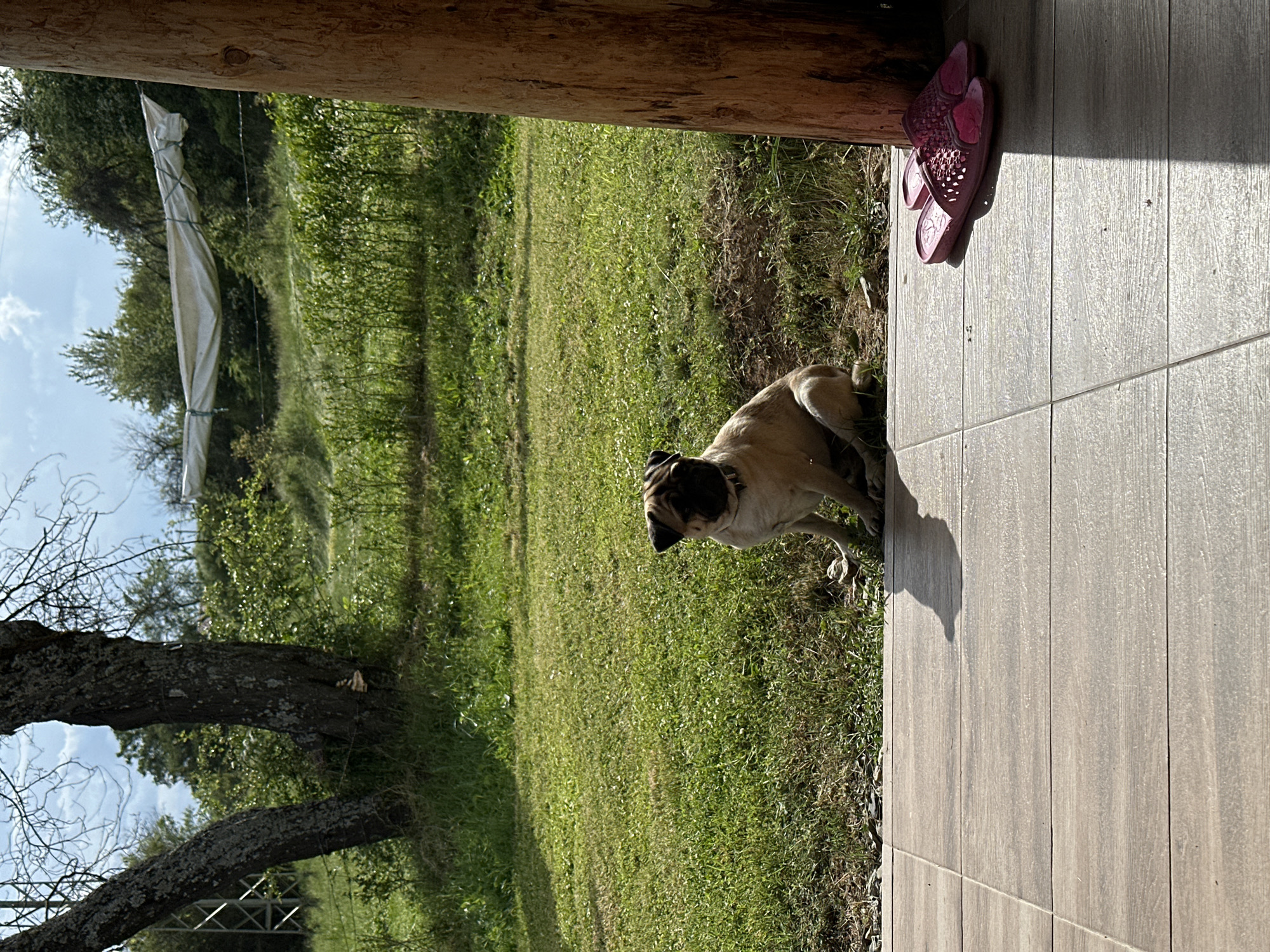 The image shows a medium-sized fawn-colored dog standing on a grassy area adjacent to a tiled porch. The dog is positioned slightly off-center, with its head turned towards the viewer. A pair of pink sandals rests on the porch near the top of the frame. The background includes a grassy field, trees, and a white structure on a hillside. The scene is located in Mrachenik, Bulgaria.