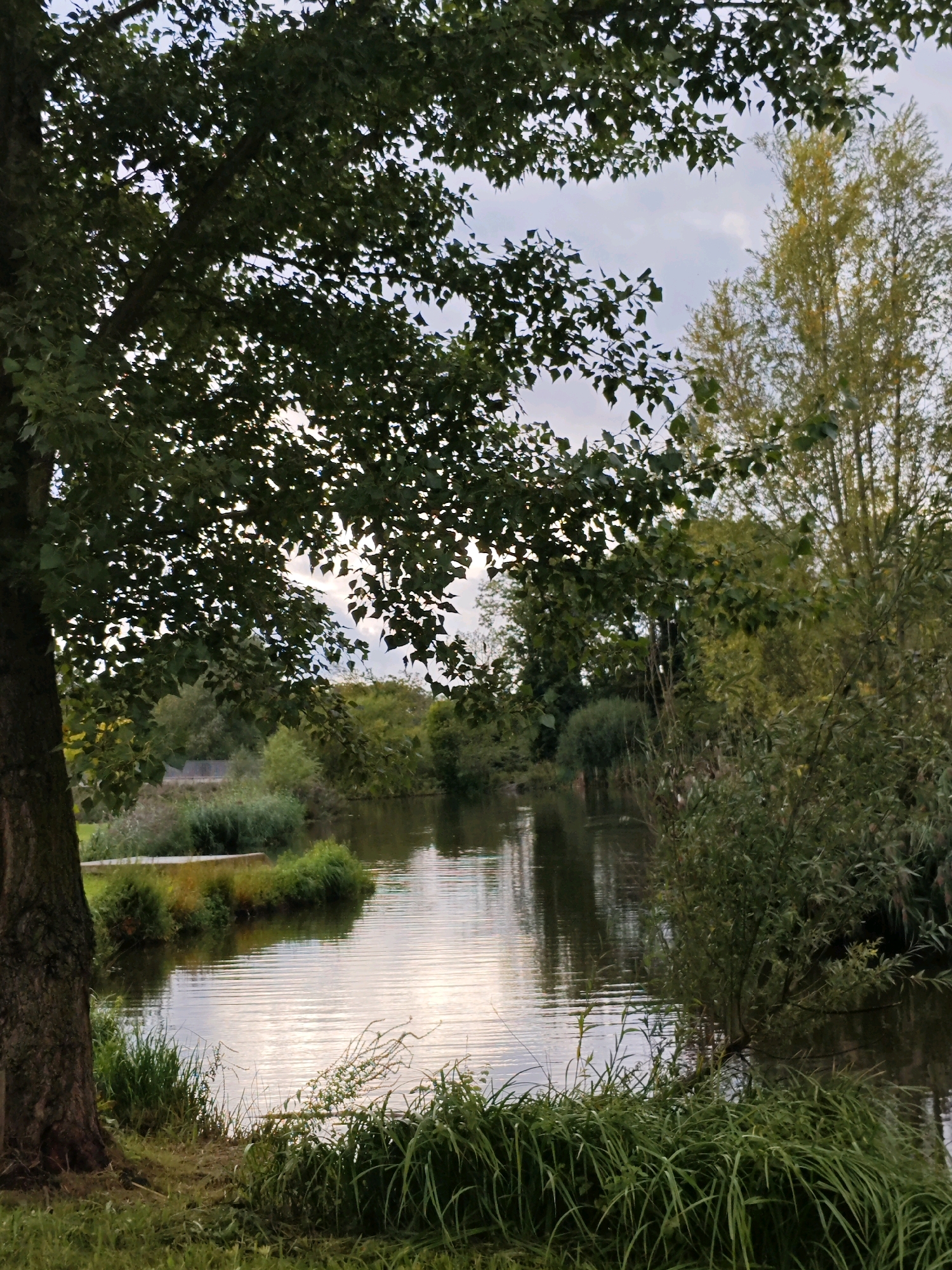 The image depicts a calm body of water, likely a canal or a small river, surrounded by lush greenery and trees. In the foreground, a large tree trunk stands on the left, with its branches and leaves partially obscuring the view of the sky and the background. The water's surface is rippled, reflecting the overcast sky and the surrounding vegetation.
On the opposite bank, a dense arrangement of reeds and bushes is visible, with a structure that appears to be a pathway or a bridge edge. Further in the background, more trees and foliage create a natural landscape. The overall scene suggests a park or a natural reserve within a city.
Considering the context provided by the question and the visual elements, this scene is likely located in the Genneper Parken, specifically along the Dommel river which flows through this area of Eindhoven, Netherlands. The presence of calm water, abundant vegetation, and the general park-like atmosphere are characteristic of this location. The time of day appears to be late afternoon or early evening, given the soft lighting and diffused sky. There are no people or animals visible in the image, and no specific actions or interactions are taking place.