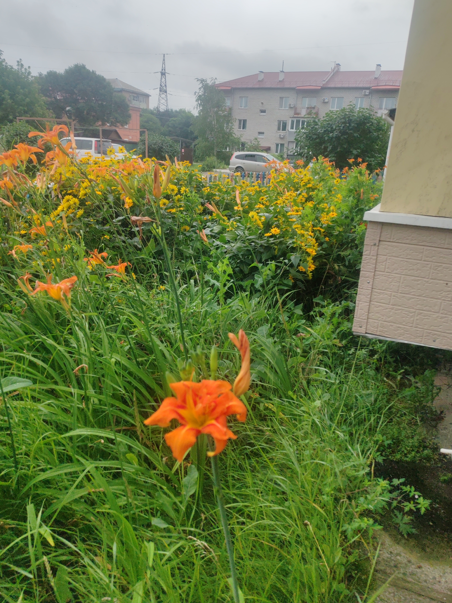 The image depicts an outdoor scene in Ussurijsk, Russia, likely in a residential area with apartment buildings and vegetation. In the foreground, lush green grass and vibrant orange lilies are prominent, with a single orange lily in sharp focus towards the bottom center. Behind the flowers, a dense patch of yellow flowers can be seen. Further back, a light-colored minivan is parked. In the background, there are multi-story apartment buildings with red roofs, and a large industrial tower or pylon. The sky is overcast, suggesting a cloudy or rainy day. A portion of a beige-colored exterior wall, possibly of a building or structure, is visible on the right side of the frame.