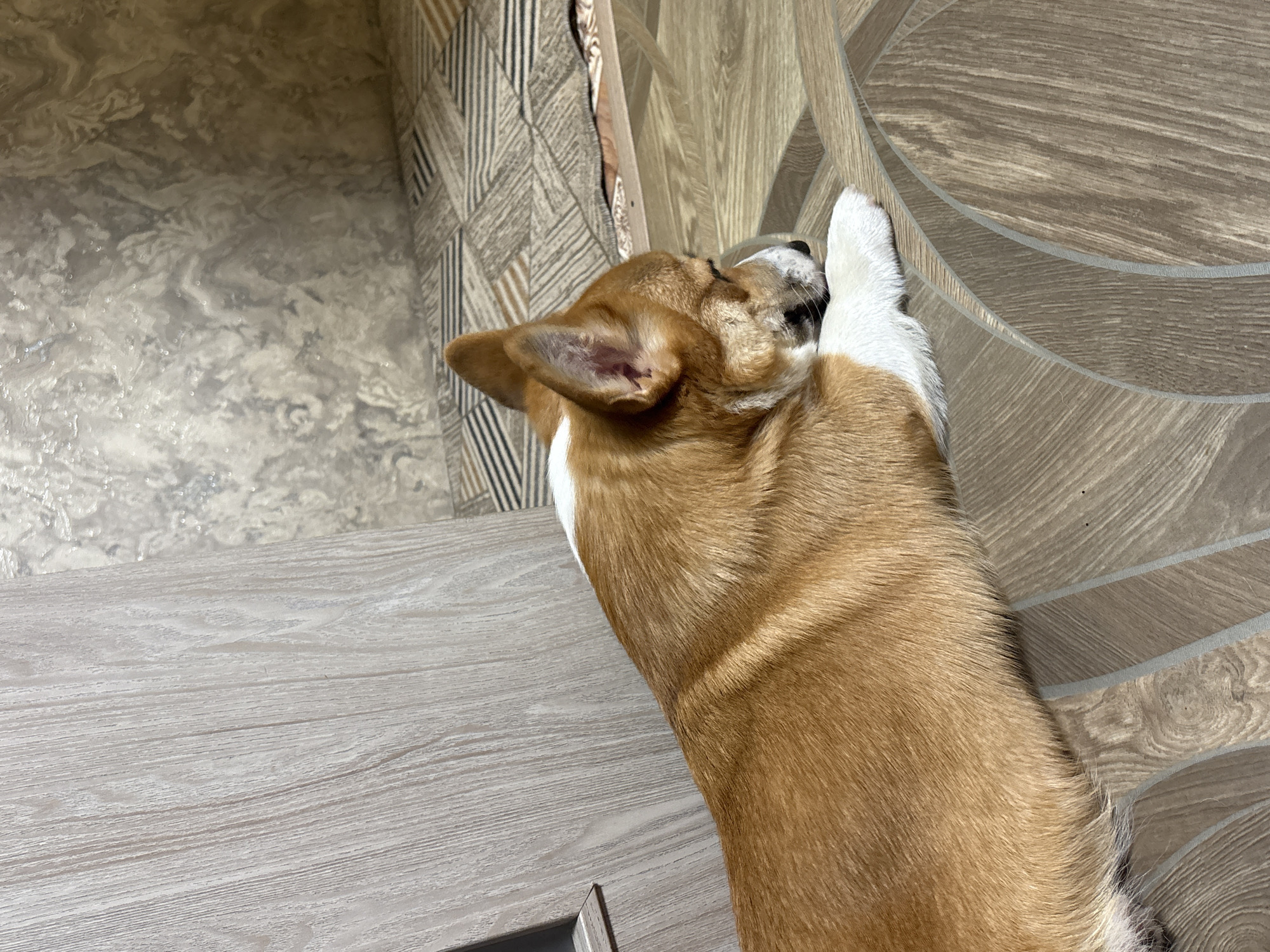 A top-down, eye-level shot shows a brown and white corgi dog lying on a light grey wood-grain surface, possibly a table or countertop, with its head resting on its white paw. The dog's body extends diagonally across the frame, from the bottom left to the top right. Part of the floor is visible in the upper right, which has a light brown wood-grain pattern with a circular design. To the left of the dog's head, the scene includes part of a wall with marble-like wallpaper and a corner detail that has a patterned fabric. The image was likely taken indoors, and the location is Klin, Russia.