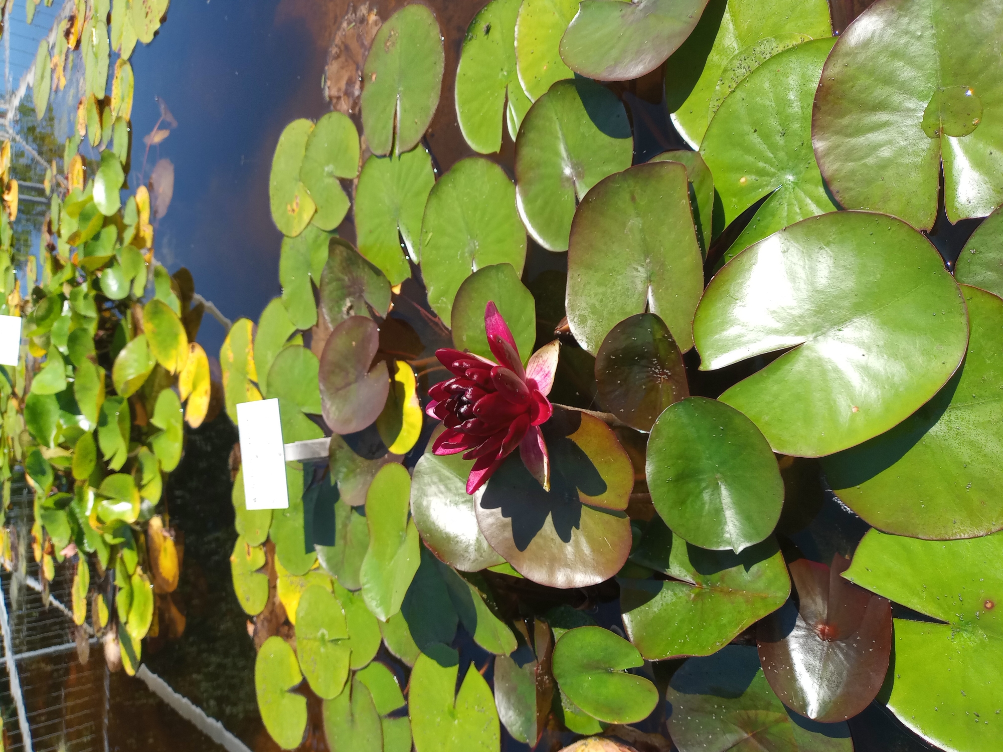 The image shows a close-up view of a pond filled with water lilies in bloom, with many lily pads floating on the surface. A single, deep red water lily blossom is prominently featured in the center of the frame, surrounded by its green lily pads, some of which have reddish undersides. In the background, more lily pads and some yellowing foliage are visible in the pond, which appears to be part of a botanical garden or a similar cultivated water feature. A white informational sign is partially visible among the lily pads in the upper portion of the image. The water is dark and reflective. The scene is illuminated by bright sunlight, casting shadows on the lily pads and water. No people or animals are visible in the image. This scene is located in the Westfalenpark in Dortmund, Germany.
