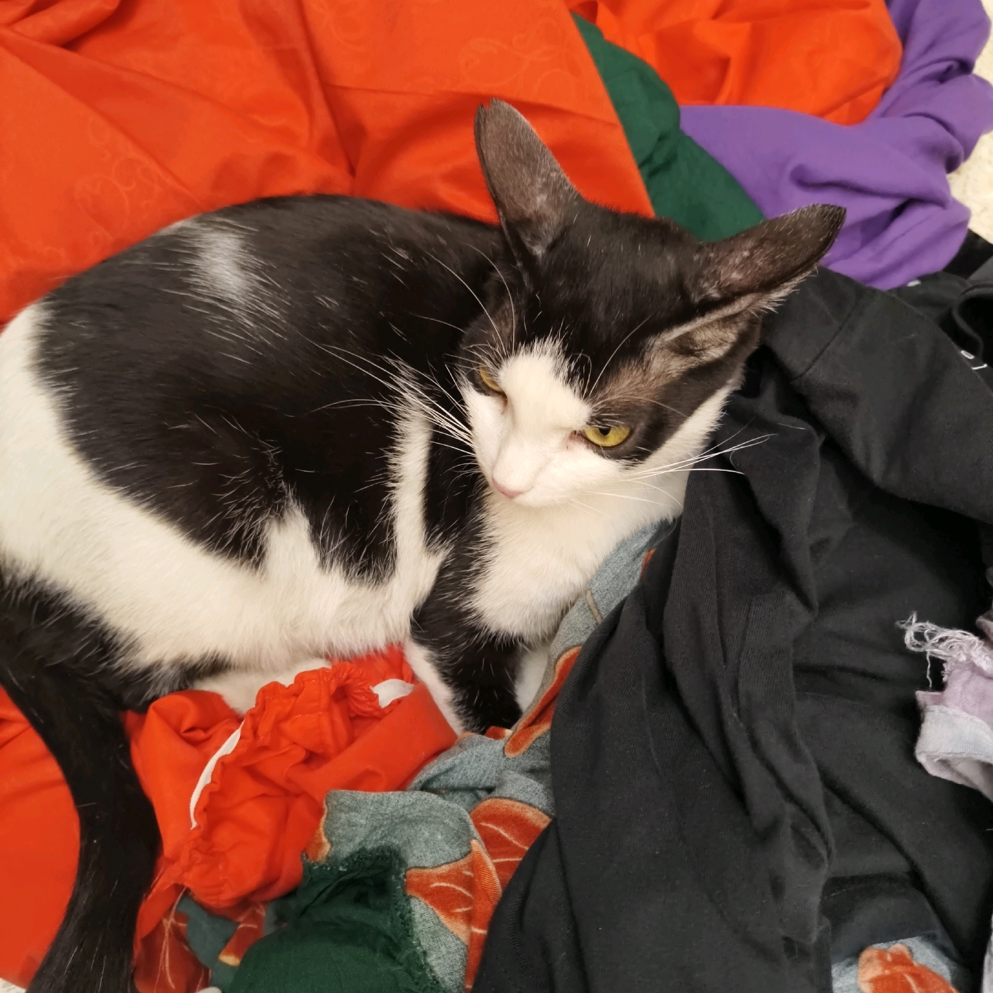A black and white cat is lying curled up on a pile of colorful clothing. The cat is predominantly black with white markings on its chest, belly, and paws. It has yellow eyes and long white whiskers. The clothing beneath the cat consists of various fabrics and colors, including bright orange, dark green, purple, and black. The scene appears to be indoors, likely in a home environment, with laundry being a prominent element. The lighting is soft, suggesting it may be natural light from a window or artificial indoor lighting. There are no humans or other animals visible in the image. The location in South Jakarta, Indonesia is not discernible from the visual information provided.