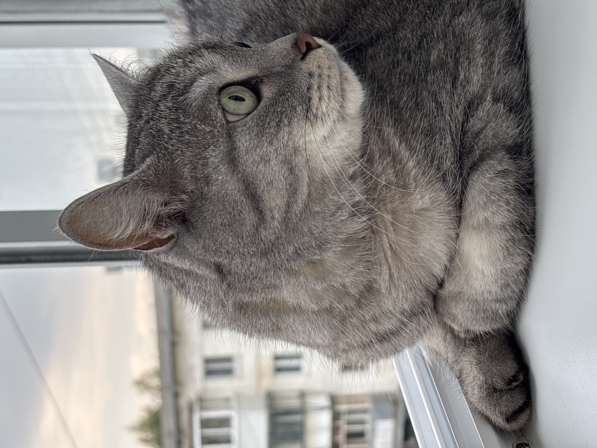 A close-up, eye-level shot shows a grey tabby cat resting on a white windowsill. The cat is facing right, with its green eyes looking outward. Its fur is a mix of light and dark grey with subtle stripes. The cat's front paws are tucked beneath its chest. The background is blurred, showing a cloudy sky and the facade of a multi-story apartment building. This setting is consistent with a residential area in the city of Chaikovsky, Russia. The lighting suggests it is daytime, likely late afternoon or early evening due to the muted sky colors.