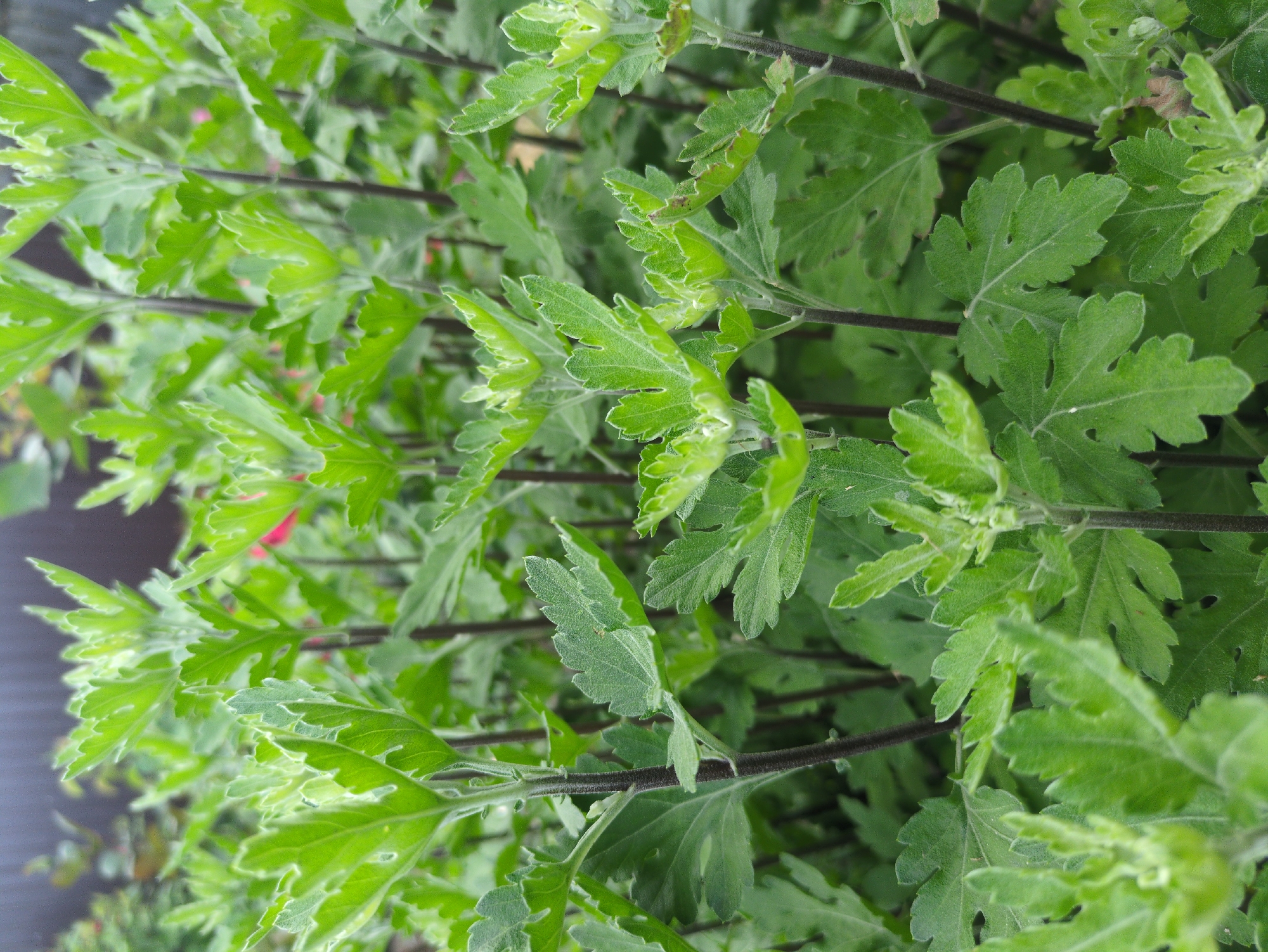 This image shows a close-up view of a dense cluster of green chrysanthemum plants. The leaves are deeply lobed and serrated, with a slightly fuzzy texture. The stems are dark and slender. The background is blurred and out of focus, suggesting an outdoor setting, possibly a garden or park. There are hints of pink in the background, possibly from other flowers. The lighting is natural, suggesting daylight. There are no people or animals visible in the image. This scene could be located in Kulebaki, Russia, given the context of the request, but there are no specific identifying features of the city visible in the image itself.