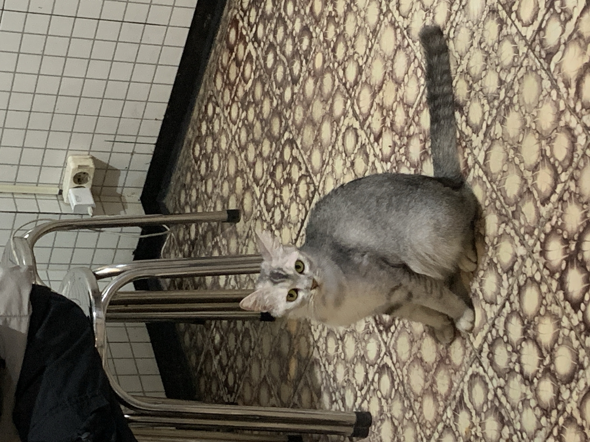 A gray tabby cat with yellow-green eyes sits on a patterned floor in Tamanbaru, Indonesia. Its tail is erect. A metal clothes rack stands near a white-tiled wall with an electrical outlet and charger visible. Clothing is draped on the rack. The floor has a brown and beige ornate pattern.
